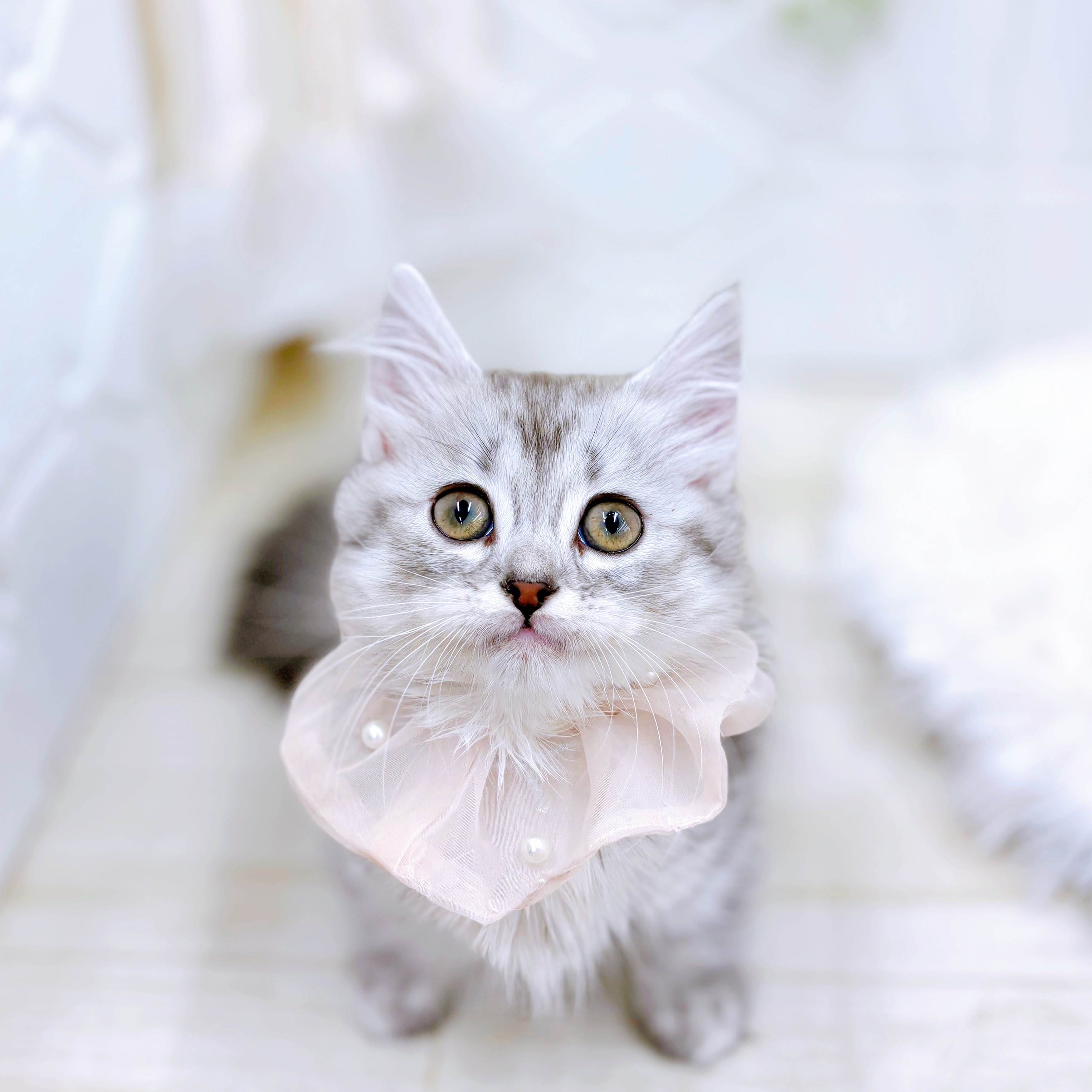 福井県のマンチカン (犬の家＆猫の里アミーゴ福井店/2025年8月30日生まれ/女の子/シルバータビーホワイト)の子猫の3枚目の画像