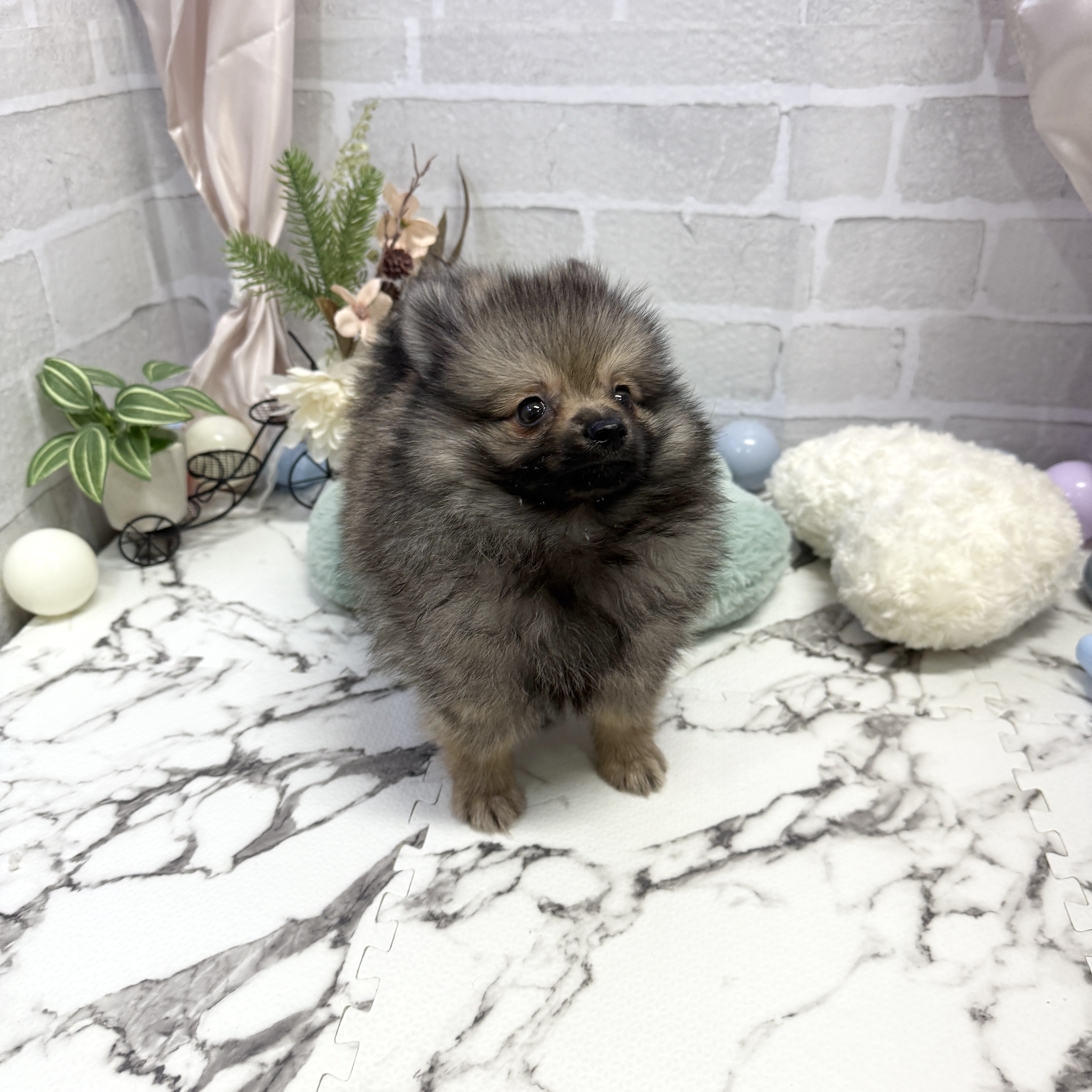 愛知県のポメラニアン (犬の家＆猫の里岡崎店/2025年8月30日生まれ/男の子/ウルフセーブル)の子犬の3枚目の画像