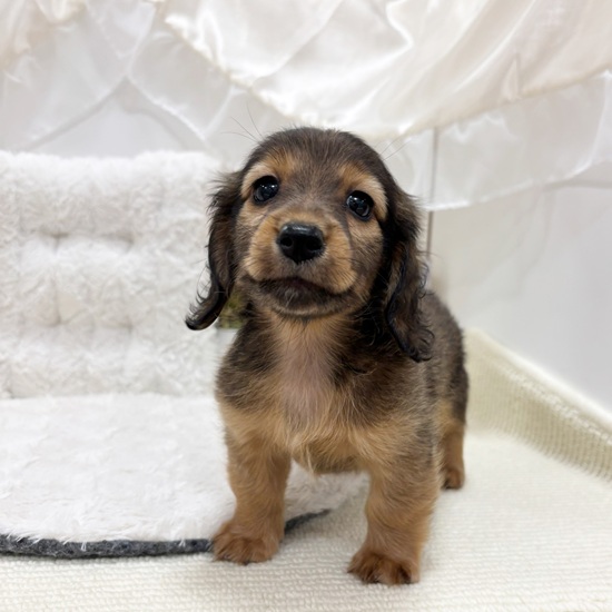 岐阜県のカニンヘンダックスフンド(ロング) (犬の家＆猫の里カラフルタウン岐阜店/2025年8月26日生まれ/女の子/シェーデットレッド)の子犬の3枚目の画像