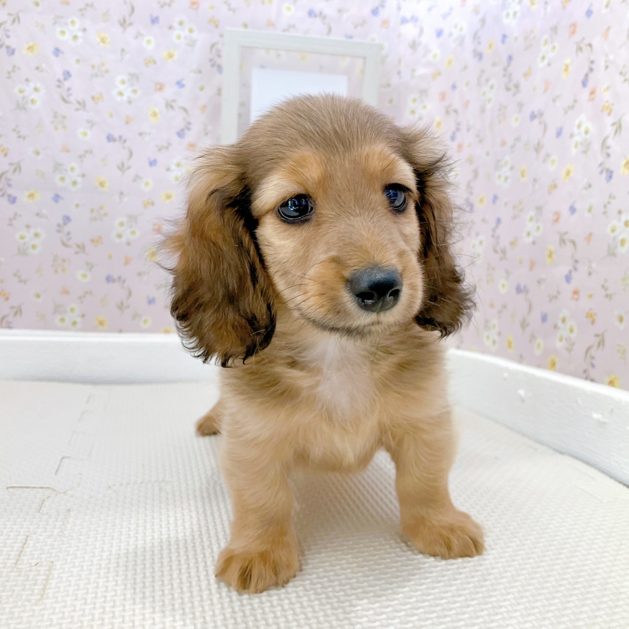 石川県のカニンヘンダックスフンド(ロング) (犬の家＆猫の里金沢店/2025年8月26日生まれ/男の子/シェーデットレッド)の子犬の3枚目の画像