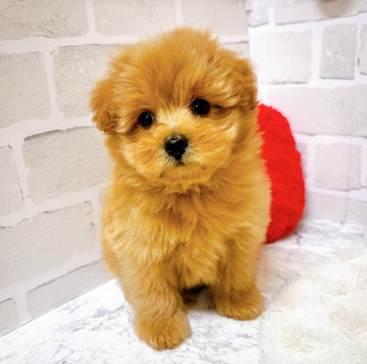 京都府のポメプー(ポメラニアン×プードル) (犬の家&猫の里京都精華店/2025年8月27日生まれ/女の子/アプリコット)の子犬の3枚目の画像