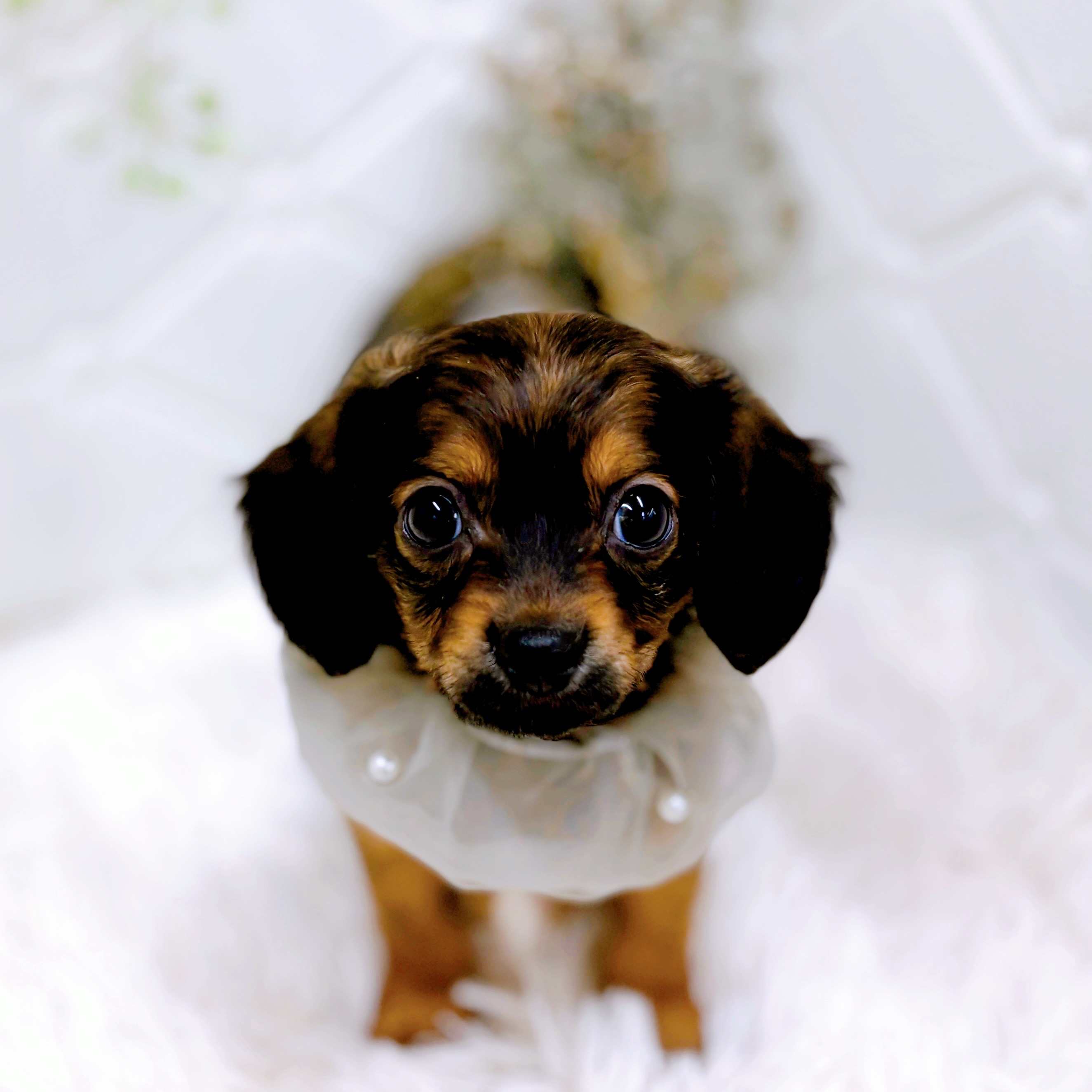 福井県のチワックス(チワワ×ダックス) (犬の家＆猫の里アミーゴ福井店/2025年8月31日生まれ/男の子/レッド)の子犬の3枚目の画像