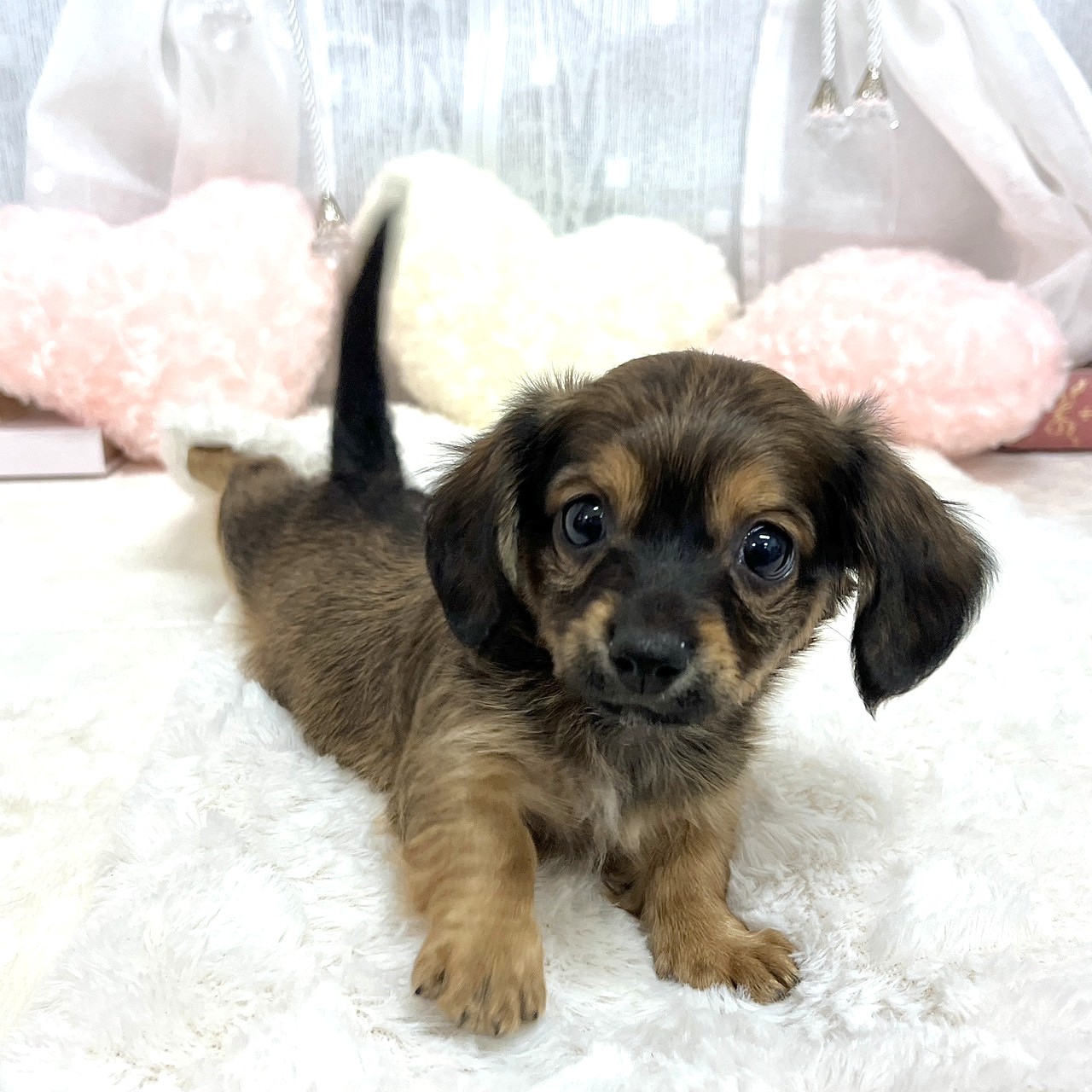 神奈川県のチワックス(チワワ×ダックス) (犬の家＆猫の里相模原店/2025年8月31日生まれ/男の子/レッド)の子犬の3枚目の画像