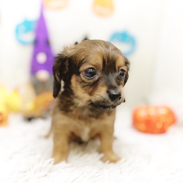 静岡県のチワックス(チワワ×ダックス) (犬の家＆猫の里藤枝店/2025年8月31日生まれ/男の子/レッド)の子犬の3枚目の画像