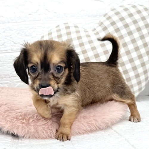 愛知県のチワックス(チワワ×ダックス) (犬の家＆猫の里豊川インター店/2025年8月31日生まれ/女の子/レッド)の子犬の3枚目の画像