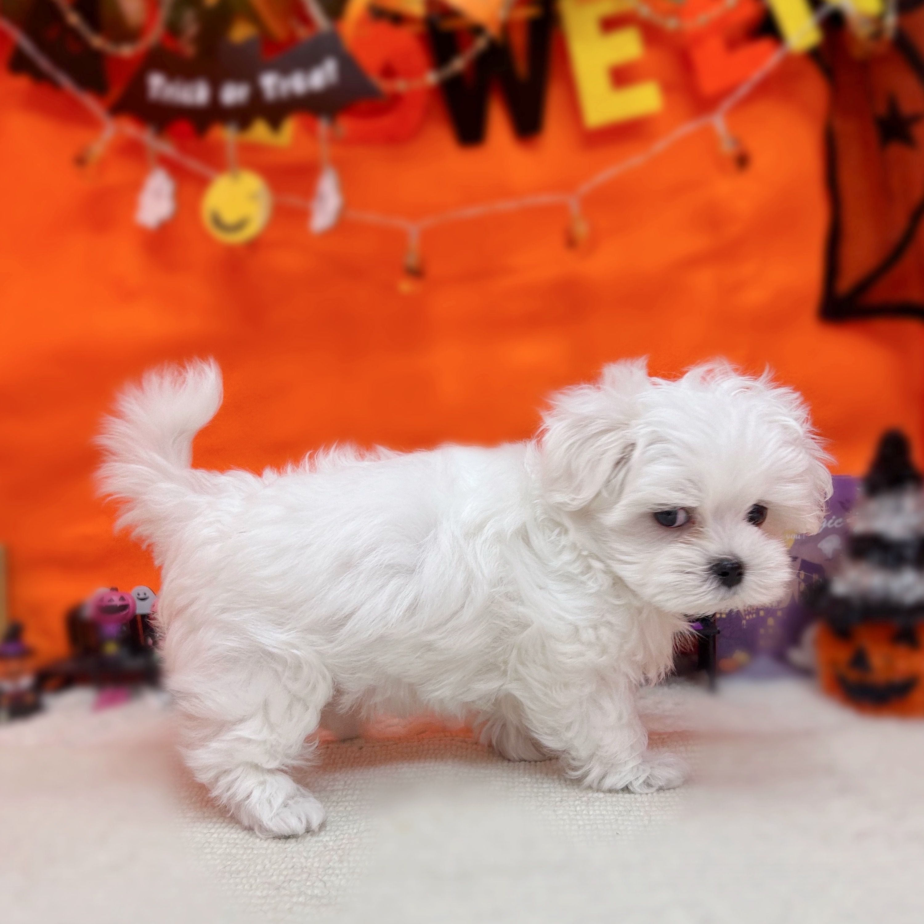 岐阜県のマルチーズ (犬の家＆猫の里岐南店/2025年8月30日生まれ/男の子/ホワイト)の子犬の3枚目の画像