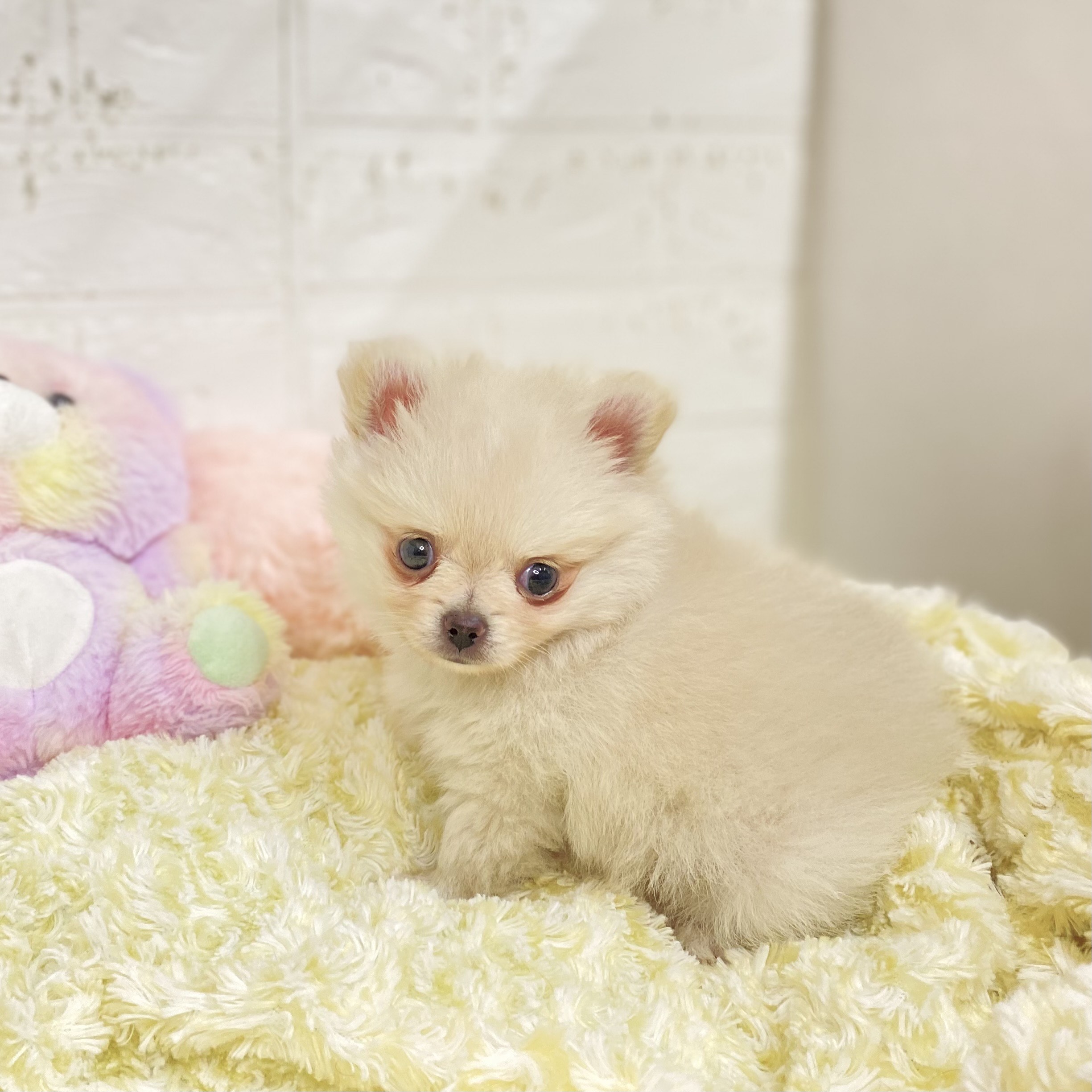 長野県のポメチワ/チワポメ/ポメチー(ポメラニアン×チワワ) (犬の家＆猫の里長野店/2025年9月1日生まれ/男の子/クリーム)の子犬の3枚目の画像