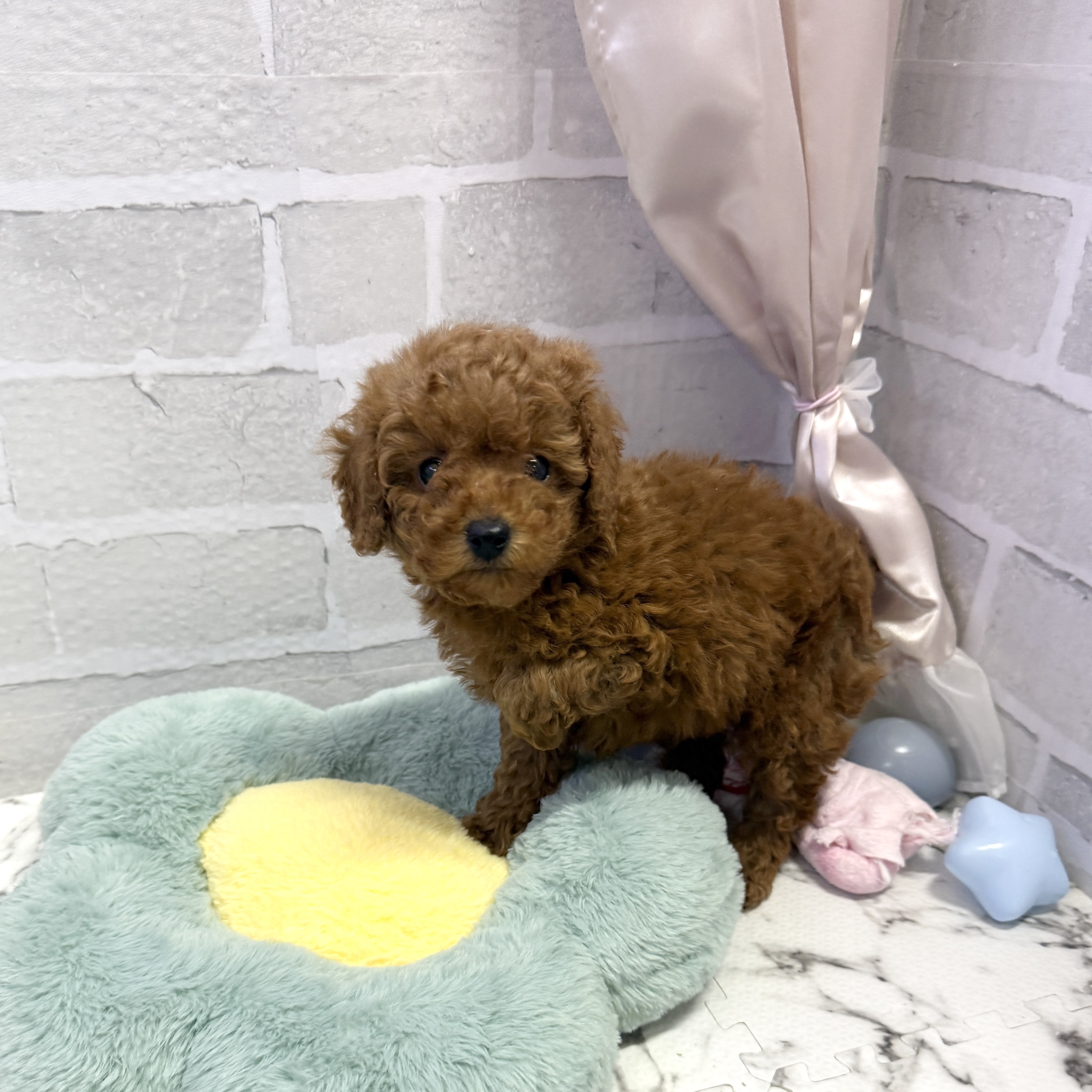 犬の家＆猫の里岡崎店(愛知県)にいるトイプードルの子犬を価格や特徴で