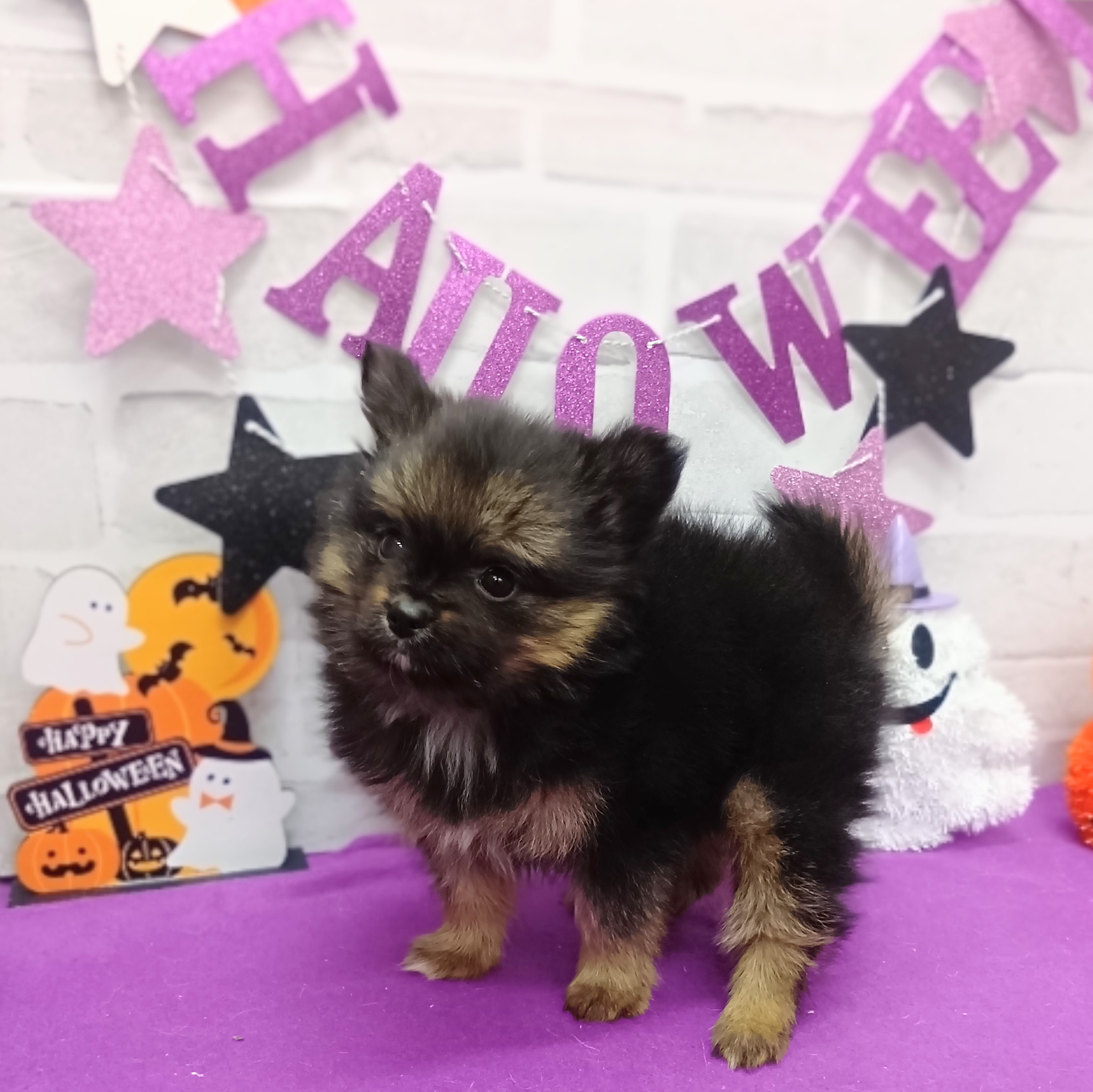 静岡県のポメヨン/パピポメ/ポメパピ(ポメラニアン×パピヨン) (犬の家＆猫の里プレ葉ウォーク浜北店/2025年9月1日生まれ/男の子/フォーン)の子犬の3枚目の画像