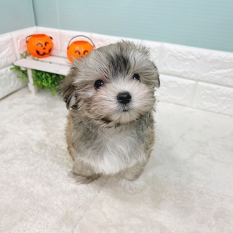 静岡県のマルキー/マルヨーキー(マルチーズ×ヨークシャーテリア) (犬の家＆猫の里マークイズ静岡店/2025年8月31日生まれ/女の子/ブラウンホワイト)の子犬の3枚目の画像