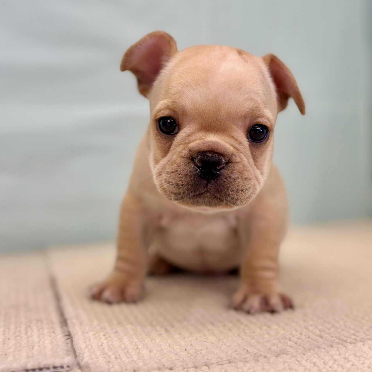 愛知県のフレンチブルドッグ (犬の家＆猫の里春日井本店/2025年9月2日生まれ/男の子/クリーム)の子犬の3枚目の画像