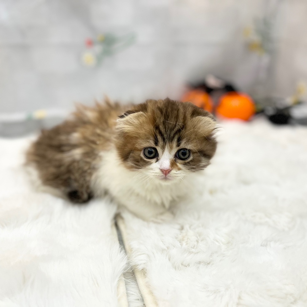 静岡県のスコティッシュフォールド (犬の家＆猫の里MEGAドン・キホーテ袋井店/2025年9月2日生まれ/女の子/キャリコ)の子猫の3枚目の画像