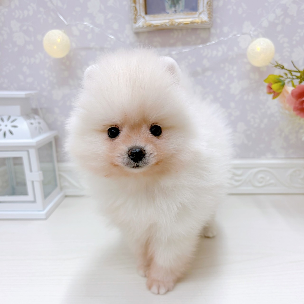 富山県のポメラニアン (犬の家＆猫の里アミーゴ山室店/2025年9月2日生まれ/男の子/クリーム)の子犬の1枚目の画像