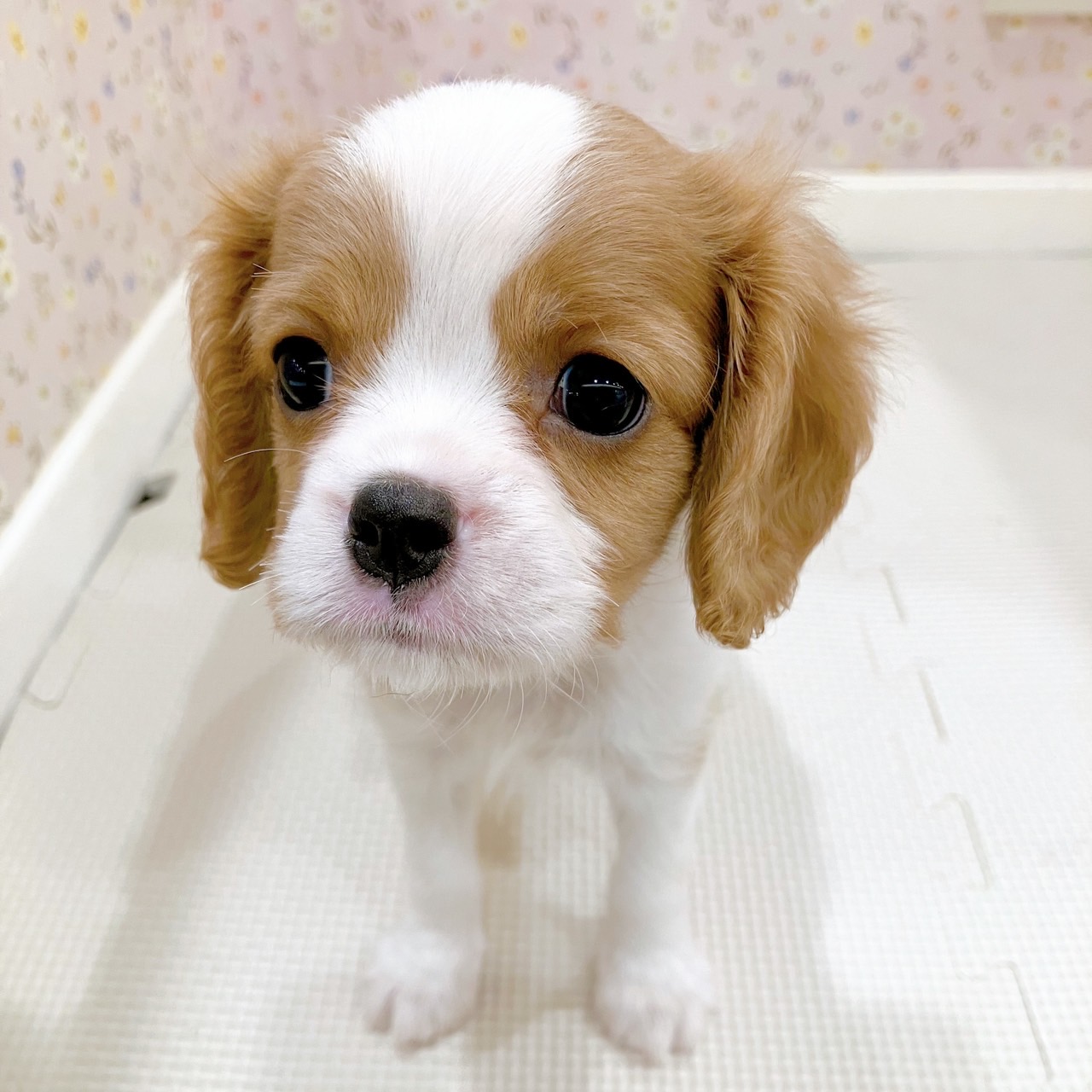 石川県のキャバリアキングチャールズスパニエル (犬の家＆猫の里金沢店/2025年9月1日生まれ/男の子/ブレンハイム)の子犬の3枚目の画像
