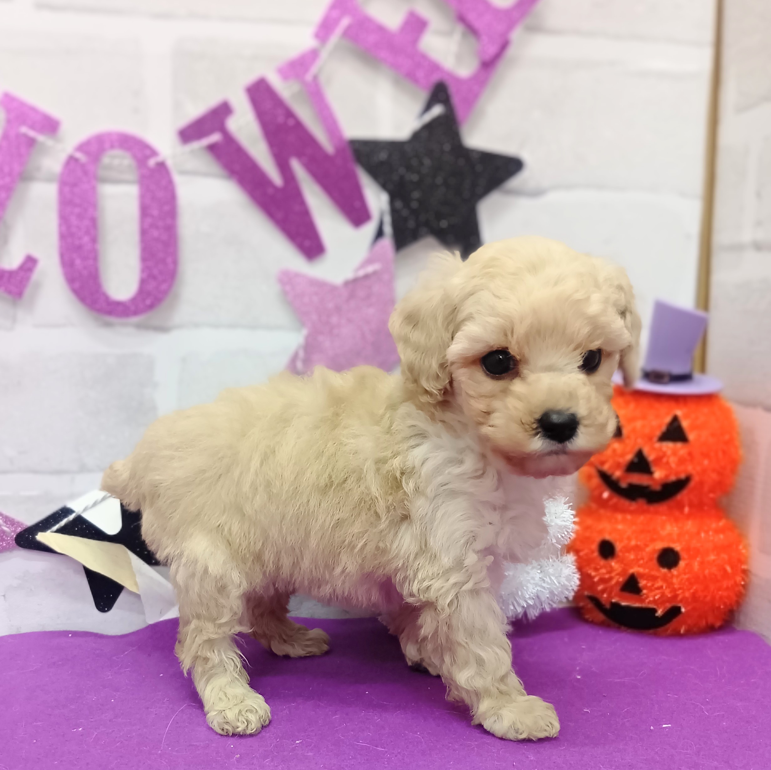 静岡県のトイプードル(トイ) (犬の家＆猫の里プレ葉ウォーク浜北店/2025年9月1日生まれ/女の子/クリーム)の子犬の3枚目の画像