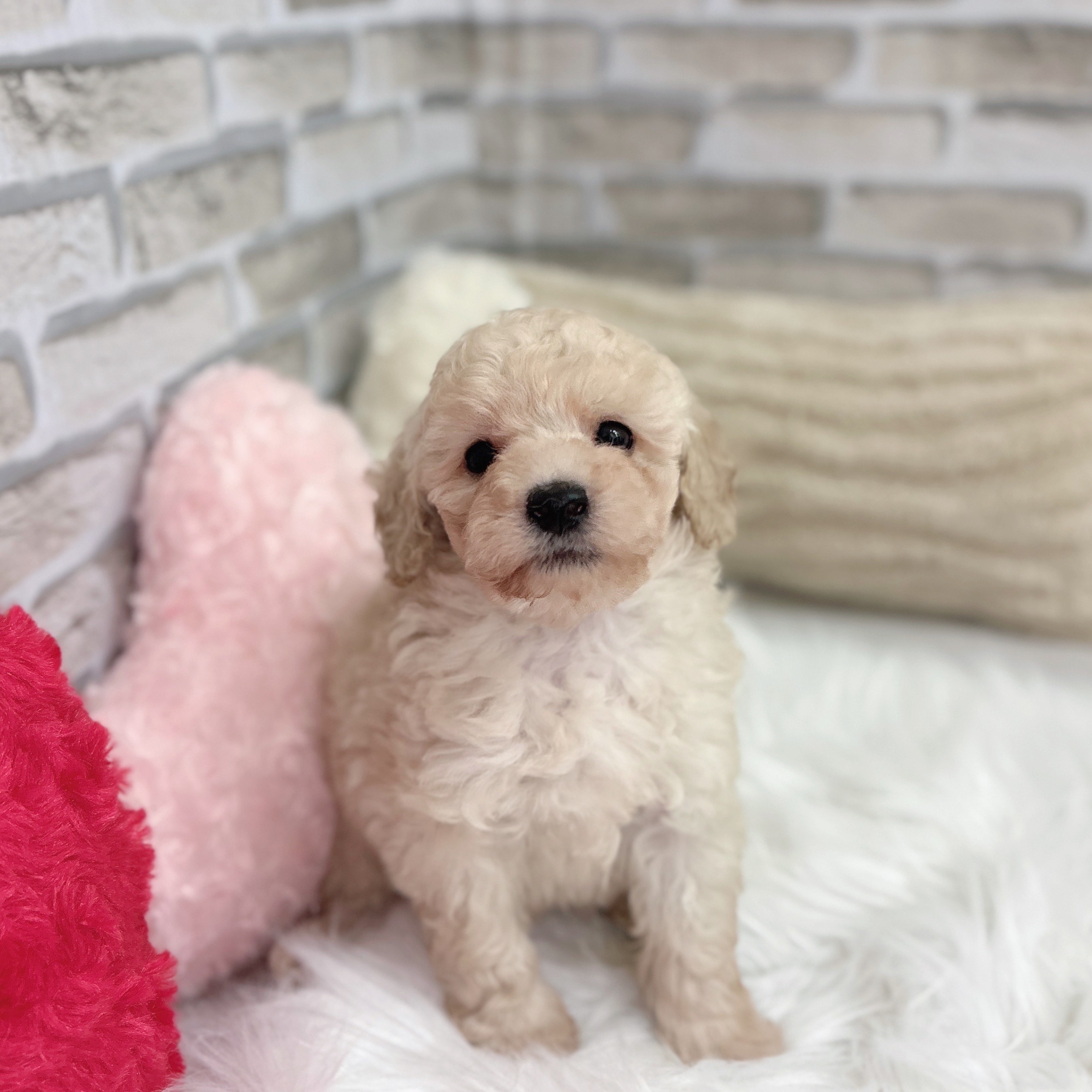 神奈川県のトイプードル(タイニー) (犬の家＆猫の里モザイクモール港北店/2025年9月1日生まれ/男の子/クリーム)の子犬の3枚目の画像