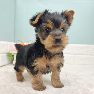 静岡県のヨークシャーテリア (犬の家＆猫の里マークイズ静岡店/2025年9月1日生まれ/女の子/スチールブルータン)の子犬の3枚目の画像