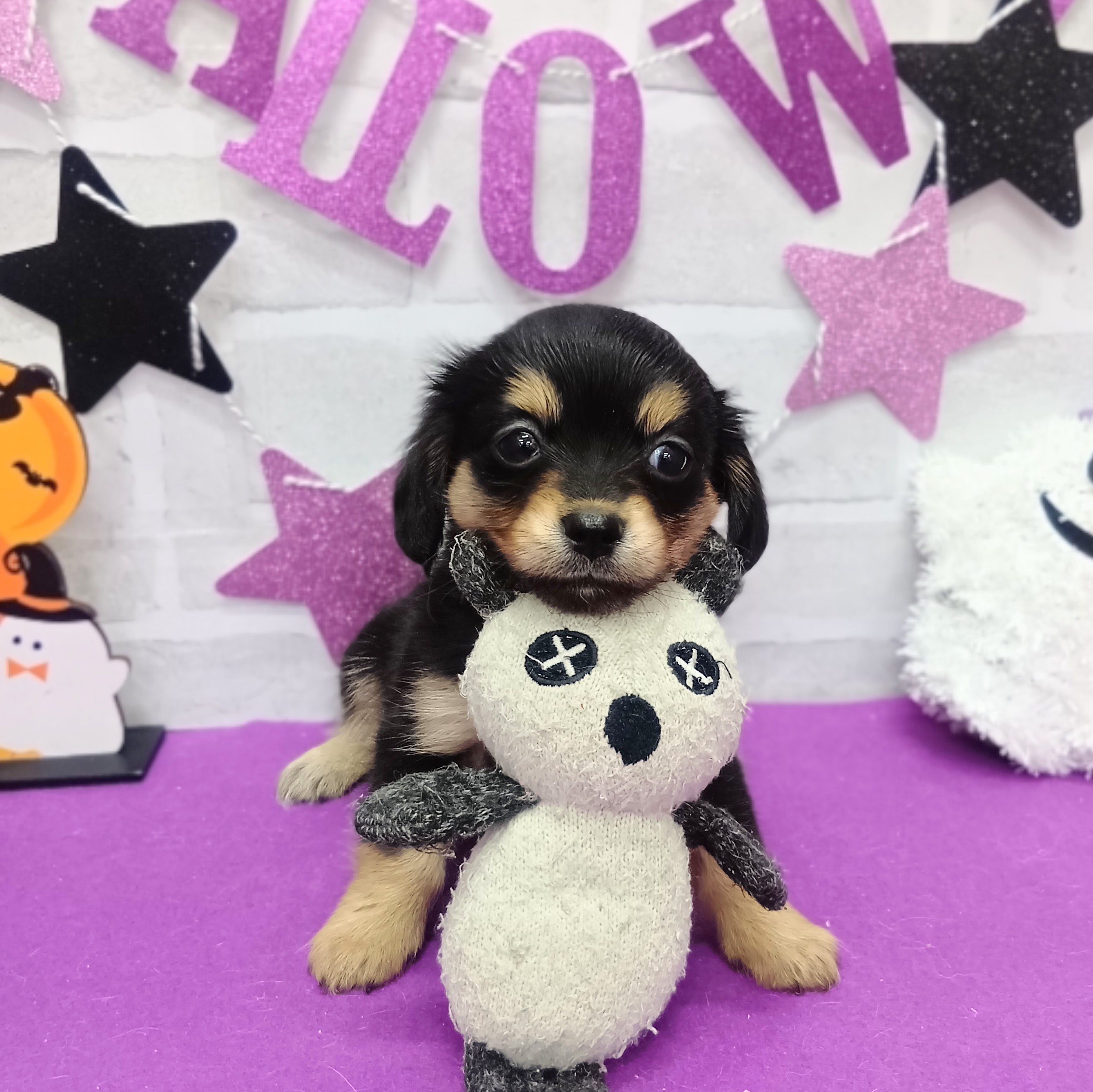 静岡県のチワックス(チワワ×ダックス) (犬の家＆猫の里プレ葉ウォーク浜北店/2025年9月1日生まれ/女の子/ブラックタン)の子犬の3枚目の画像