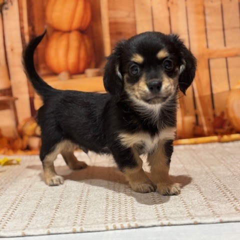 福岡県のチワックス(チワワ×ダックス) (犬の家＆猫の里トリアス久山店/2025年9月1日生まれ/男の子/ブラックタン)の子犬の3枚目の画像