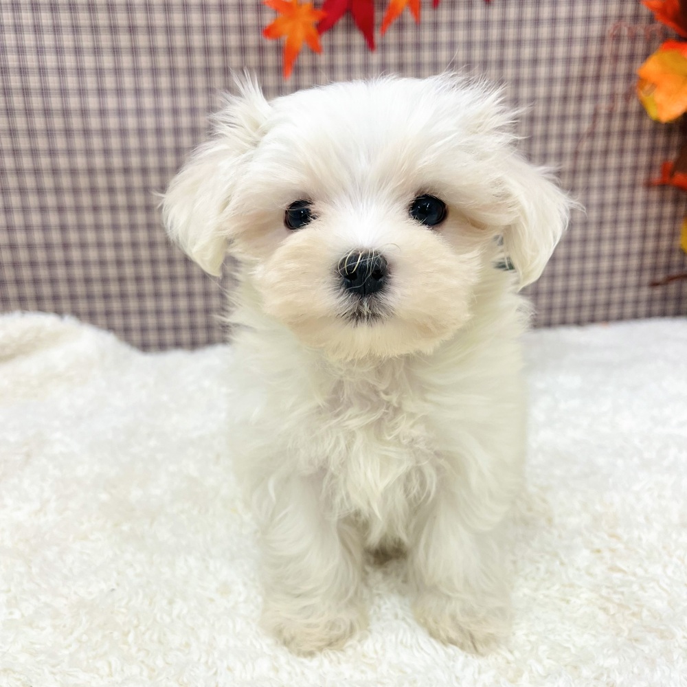 愛知県のマルチーズ (犬の家＆猫の里エアポートウォーク店/2025年8月31日生まれ/女の子/ホワイト)の子犬の3枚目の画像