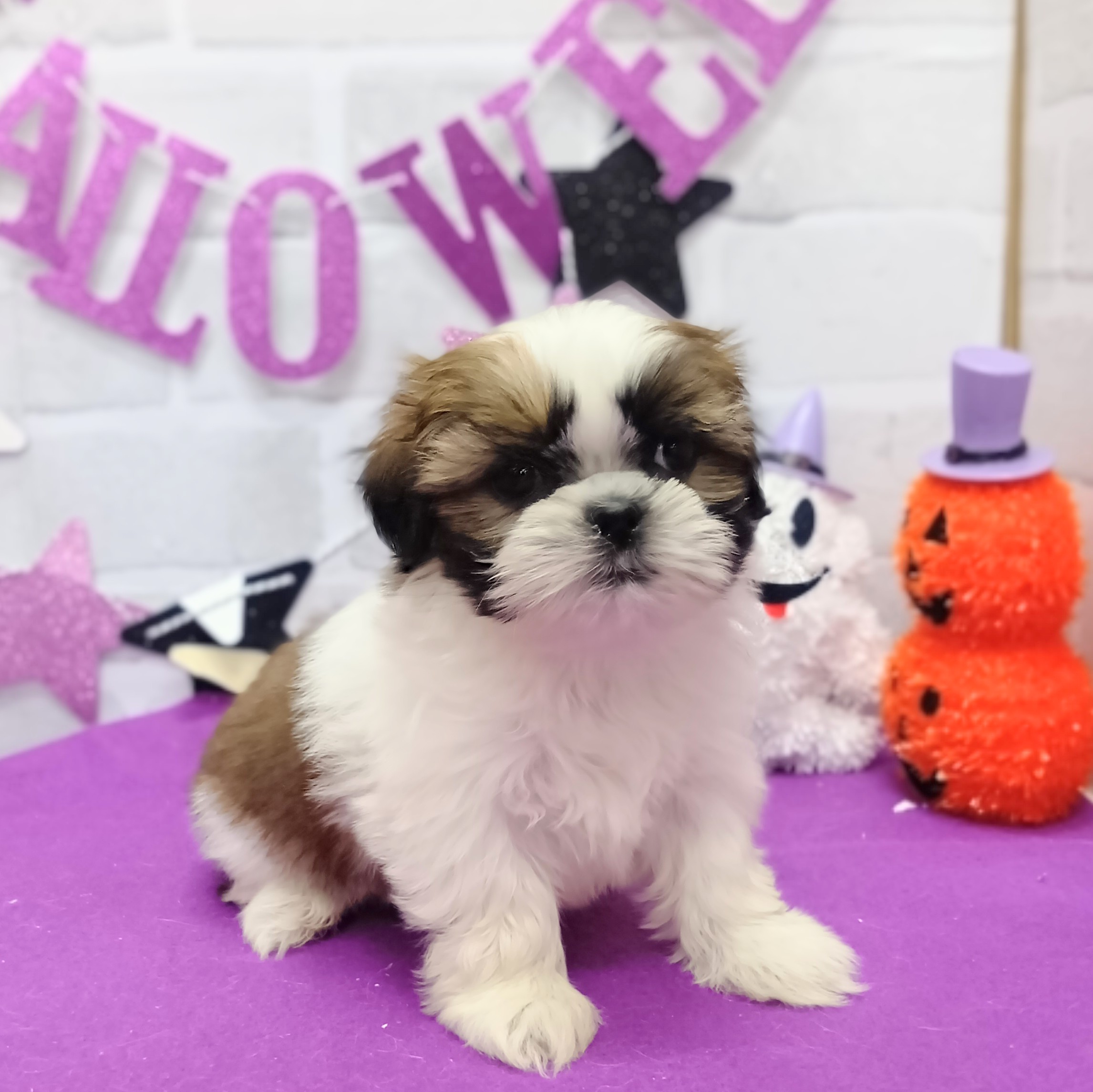 静岡県のシーズー (犬の家＆猫の里プレ葉ウォーク浜北店/2025年9月1日生まれ/女の子/ゴールドホワイト)の子犬の3枚目の画像