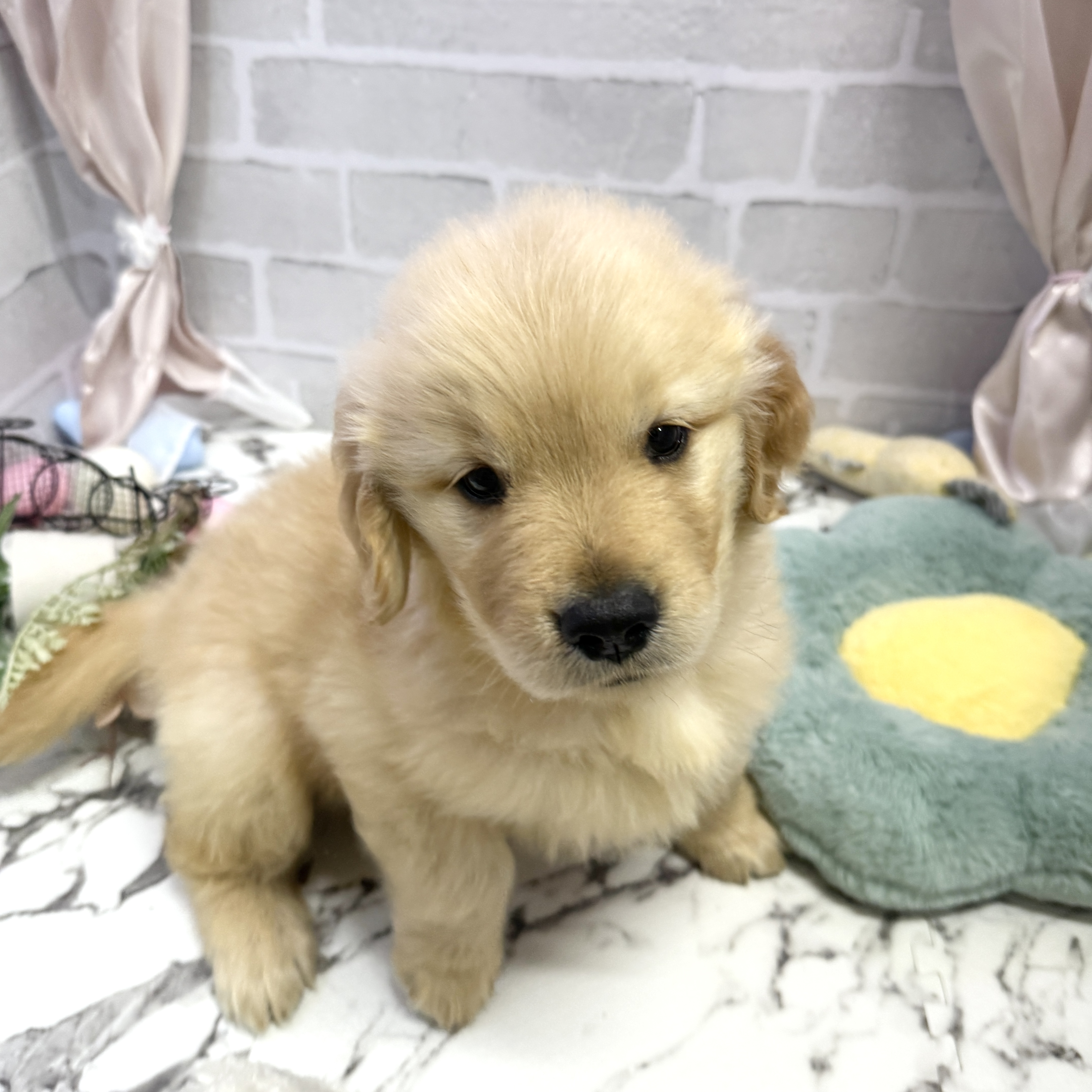 愛知県のゴールデンレトリバー (犬の家＆猫の里岡崎店/2025年9月2日生まれ/男の子/ゴールデン)の子犬の3枚目の画像