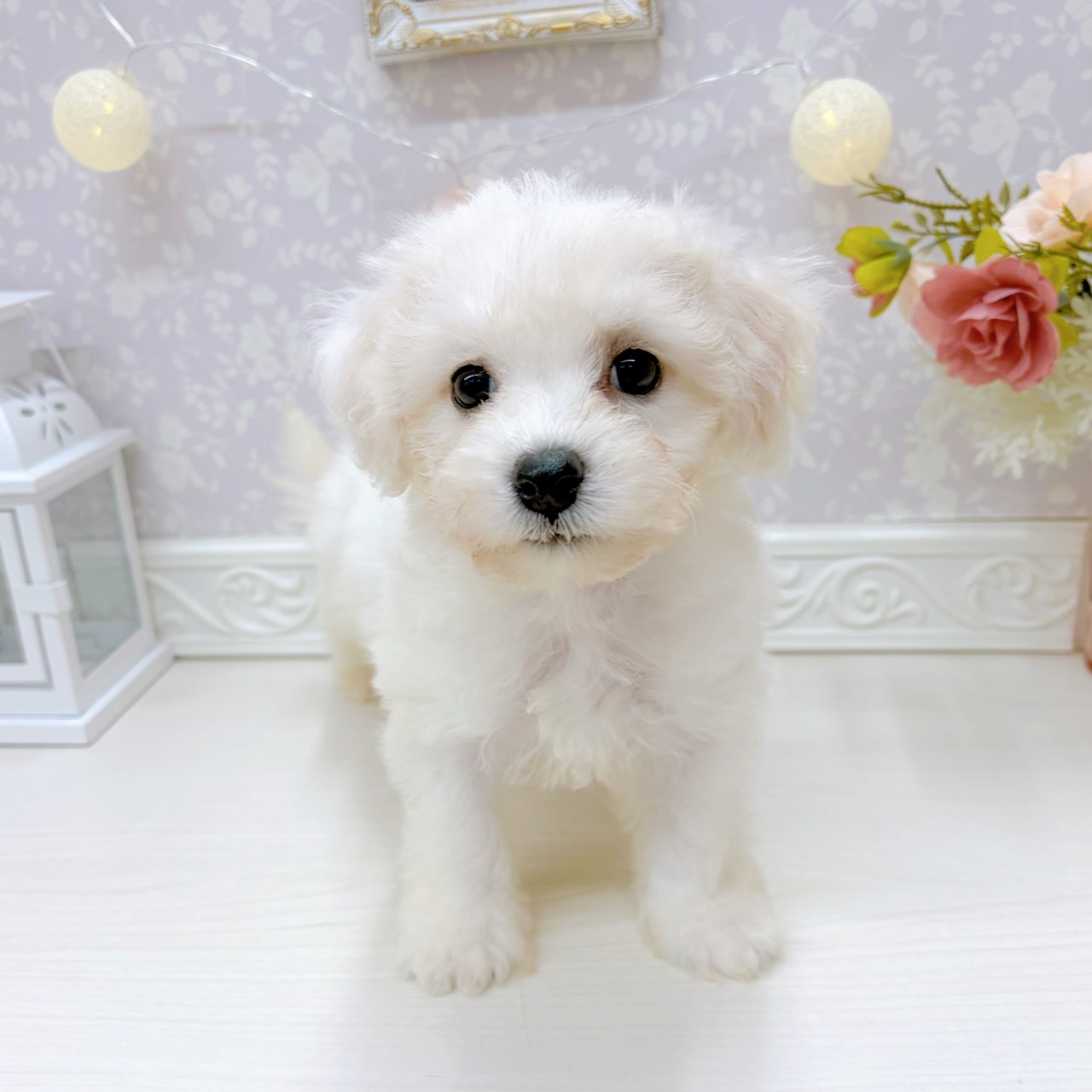 富山県のビションフリーゼ (犬の家＆猫の里アミーゴ山室店/2025年9月1日生まれ/男の子/ホワイト)の子犬の3枚目の画像