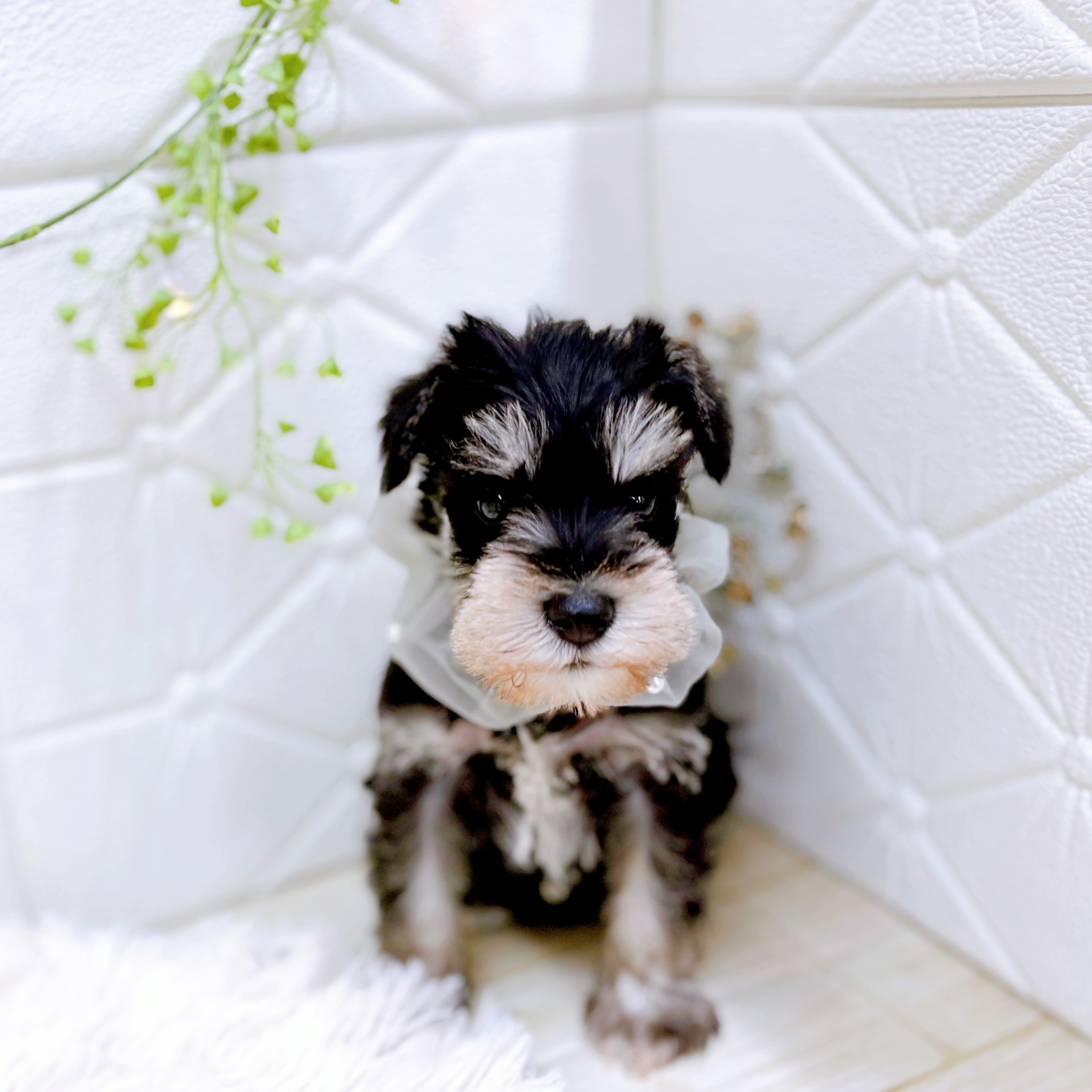 福井県のミニチュアシュナウザー (犬の家＆猫の里アミーゴ福井店/2025年9月1日生まれ/男の子/ブラックシルバー)の子犬の3枚目の画像