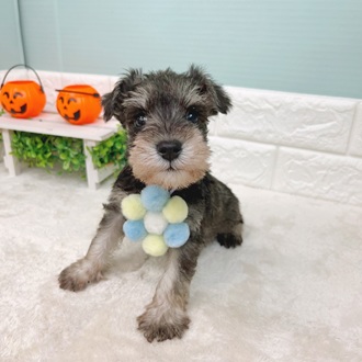 静岡県のミニチュアシュナウザー (犬の家＆猫の里マークイズ静岡店/2025年9月1日生まれ/男の子/ソルトペッパー)の子犬の3枚目の画像