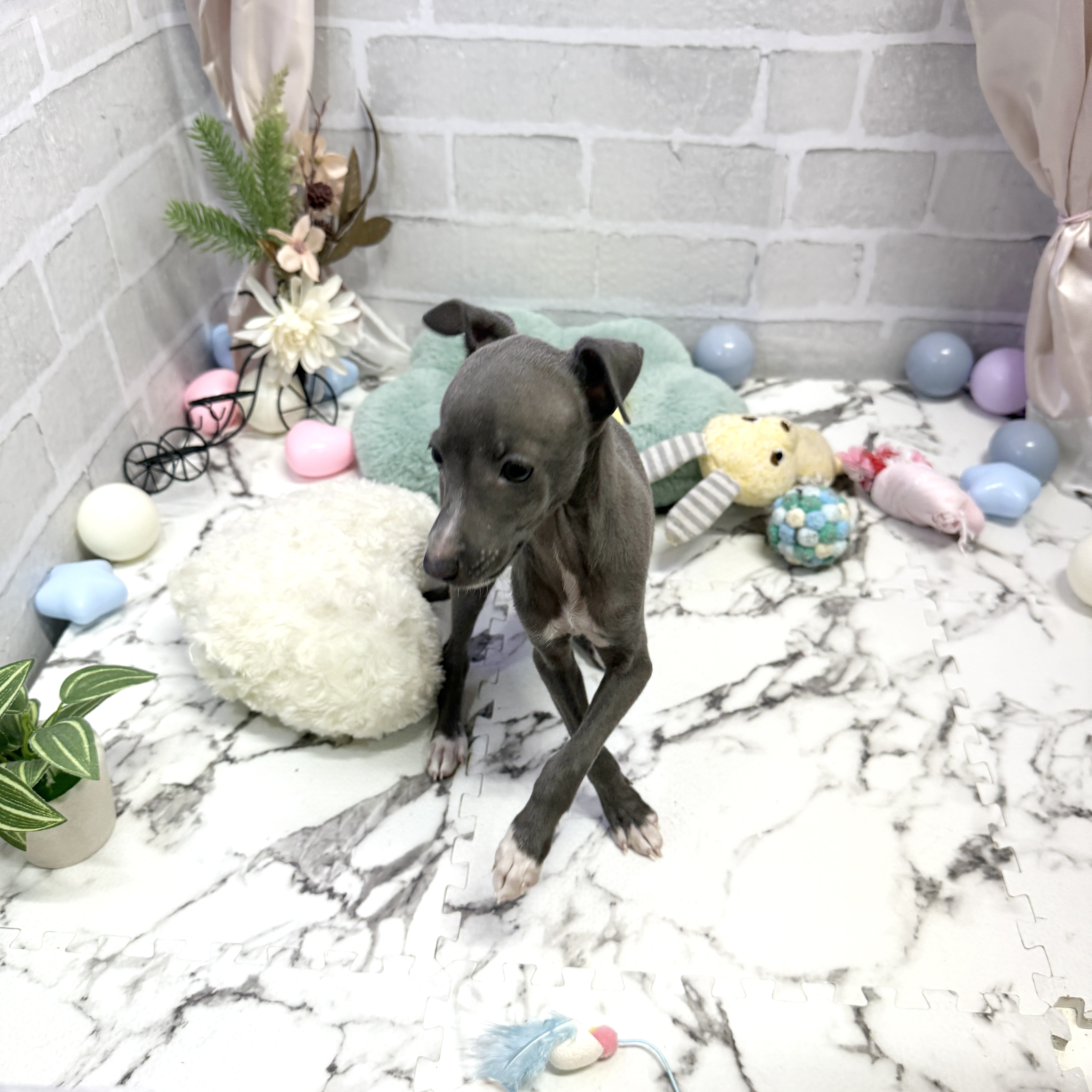 愛知県のイタリアングレーハウンド (犬の家＆猫の里岡崎店/2025年9月1日生まれ/女の子/ブルーホワイト)の子犬の3枚目の画像