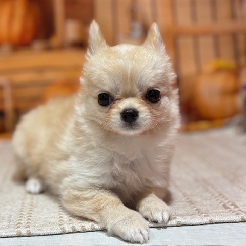 福岡県のチワワ(ロング) (犬の家＆猫の里トリアス久山店/2025年8月28日生まれ/男の子/クリーム)の子犬の3枚目の画像