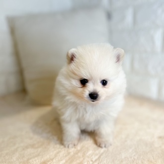 東京都のポメラニアン (犬の家＆猫の里新宿店/2025年8月31日生まれ/女の子/クリーム)の子犬の3枚目の画像