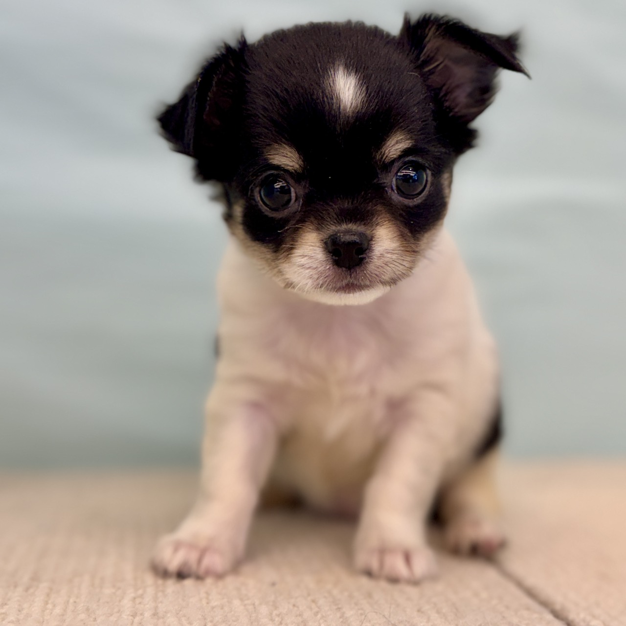 愛知県のチワワ(ロング) (犬の家&猫の里春日井本店/2025年8月28日生まれ/女の子/ホワイトブラックタン)の子犬の3枚目の画像