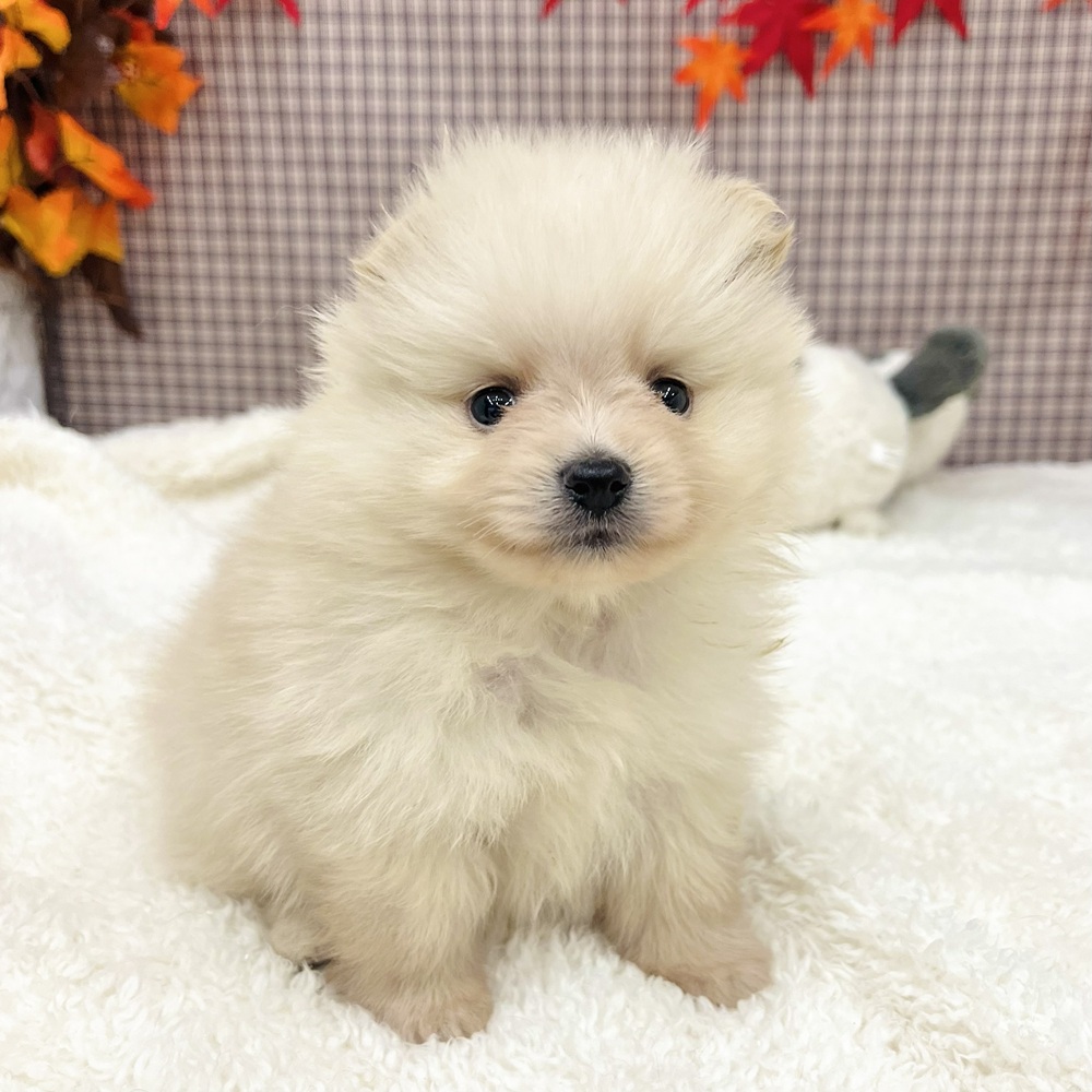 愛知県のポメラニアン (犬の家＆猫の里エアポートウォーク店/2025年9月2日生まれ/男の子/クリーム)の子犬の3枚目の画像