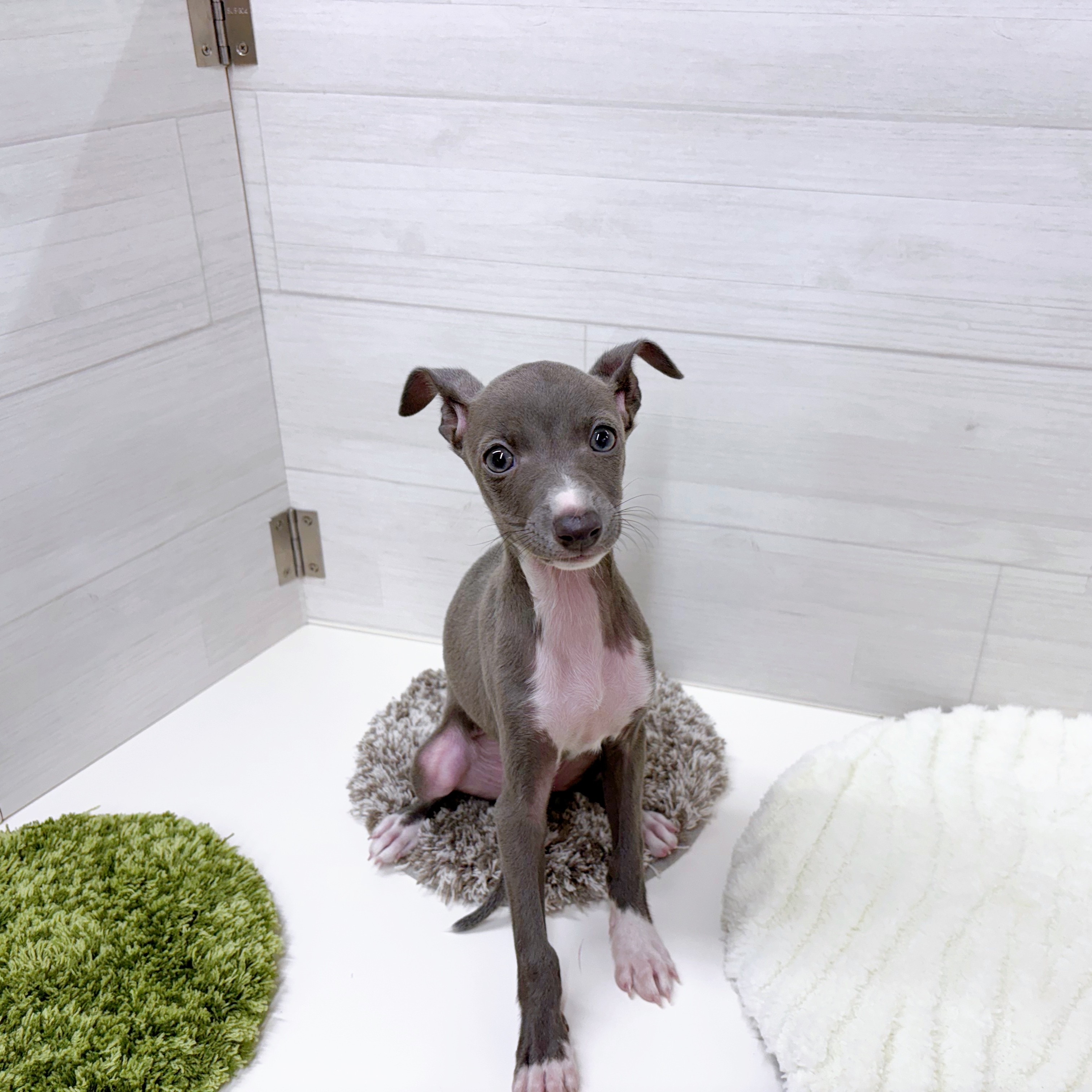 石川県のイタリアングレーハウンド (犬の家＆猫の里アミーゴ金沢おこばた店/2025年9月1日生まれ/女の子/ブルーホワイト)の子犬の3枚目の画像