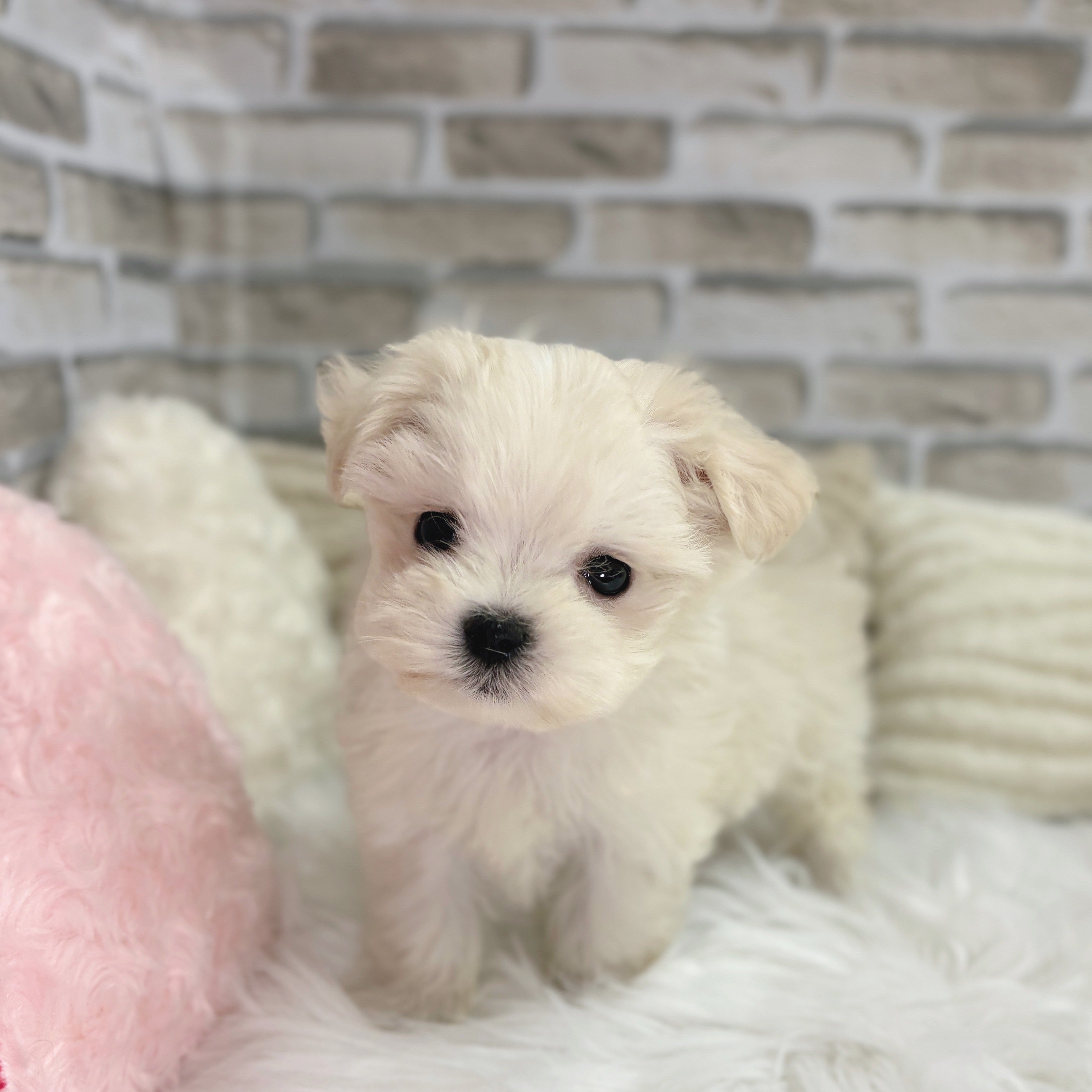 神奈川県のマルチーズ (犬の家＆猫の里モザイクモール港北店/2025年9月1日生まれ/男の子/ホワイト)の子犬の3枚目の画像