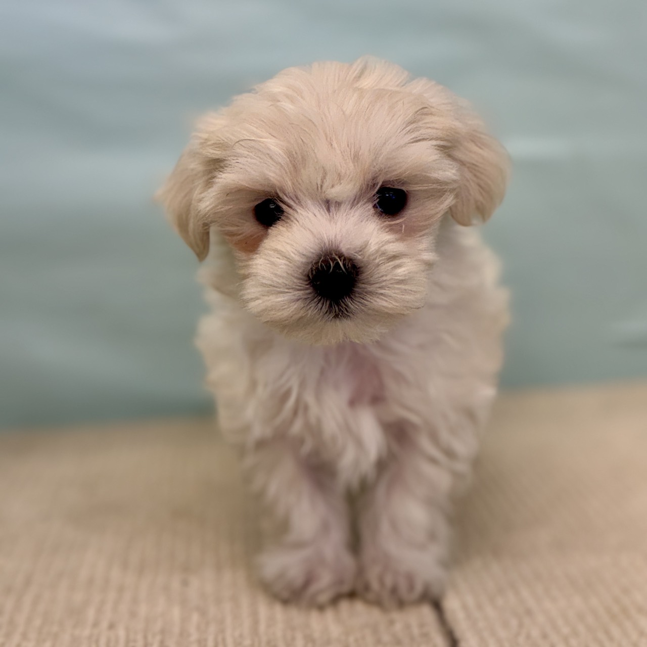 愛知県のマルチーズ (犬の家＆猫の里春日井本店/2025年9月1日生まれ/女の子/ホワイト)の子犬の3枚目の画像