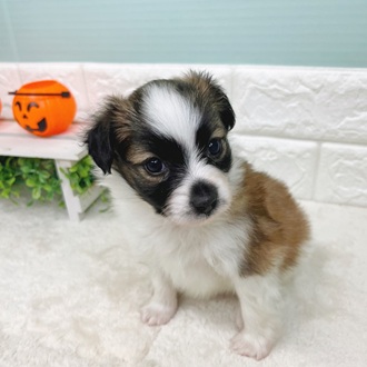 静岡県のパピヨン (犬の家＆猫の里マークイズ静岡店/2025年9月2日生まれ/男の子/ホワイトブラウン)の子犬の3枚目の画像