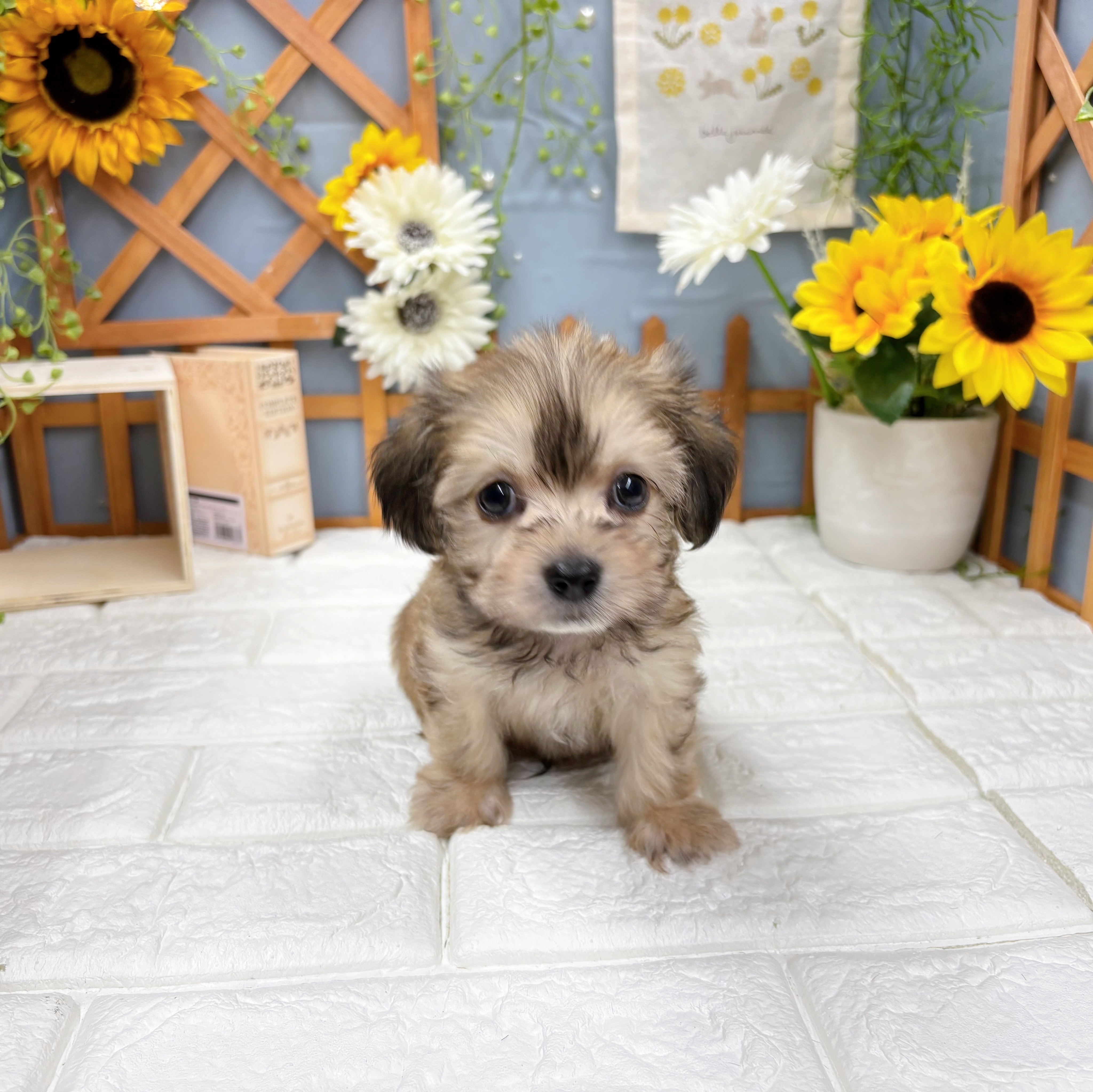 千葉県のマルックス(マルチーズ×ダックス) (犬の家＆猫の里ワンズモール稲毛店/2025年8月30日生まれ/男の子/シェーデットクリーム)の子犬の3枚目の画像