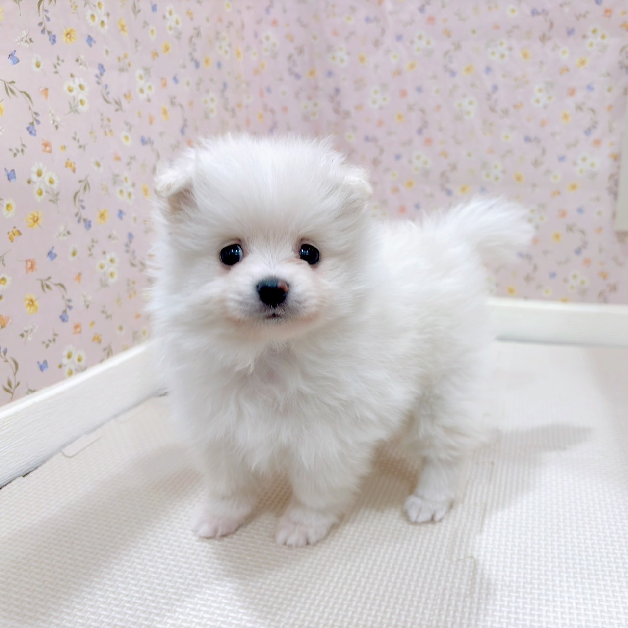 石川県のポメラニアン (犬の家＆猫の里金沢店/2025年9月1日生まれ/女の子/クリーム)の子犬の3枚目の画像