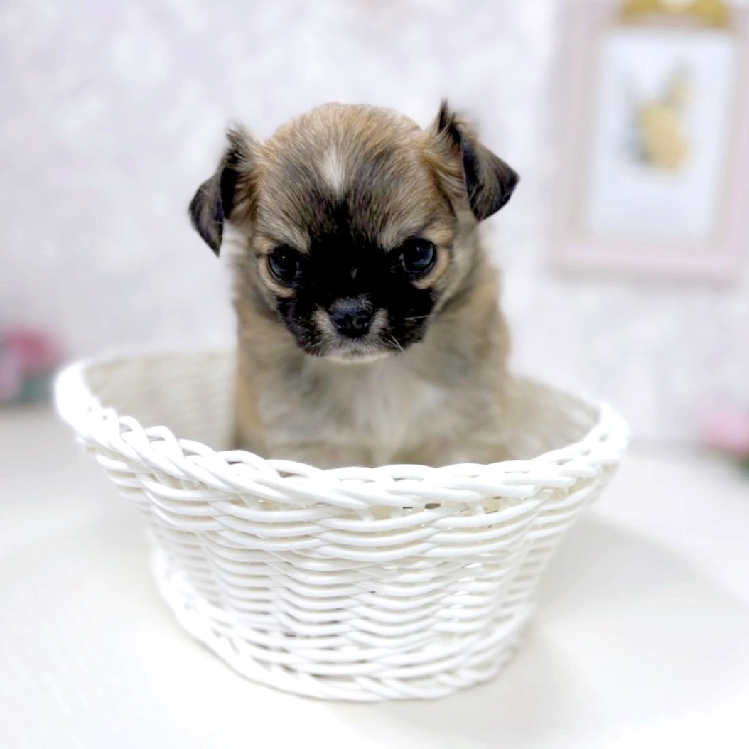 富山県のチワワ(ロング) (犬の家&猫の里アミーゴ高岡蓮花寺店/2025年9月2日生まれ/女の子/レッドホワイト)の子犬の3枚目の画像