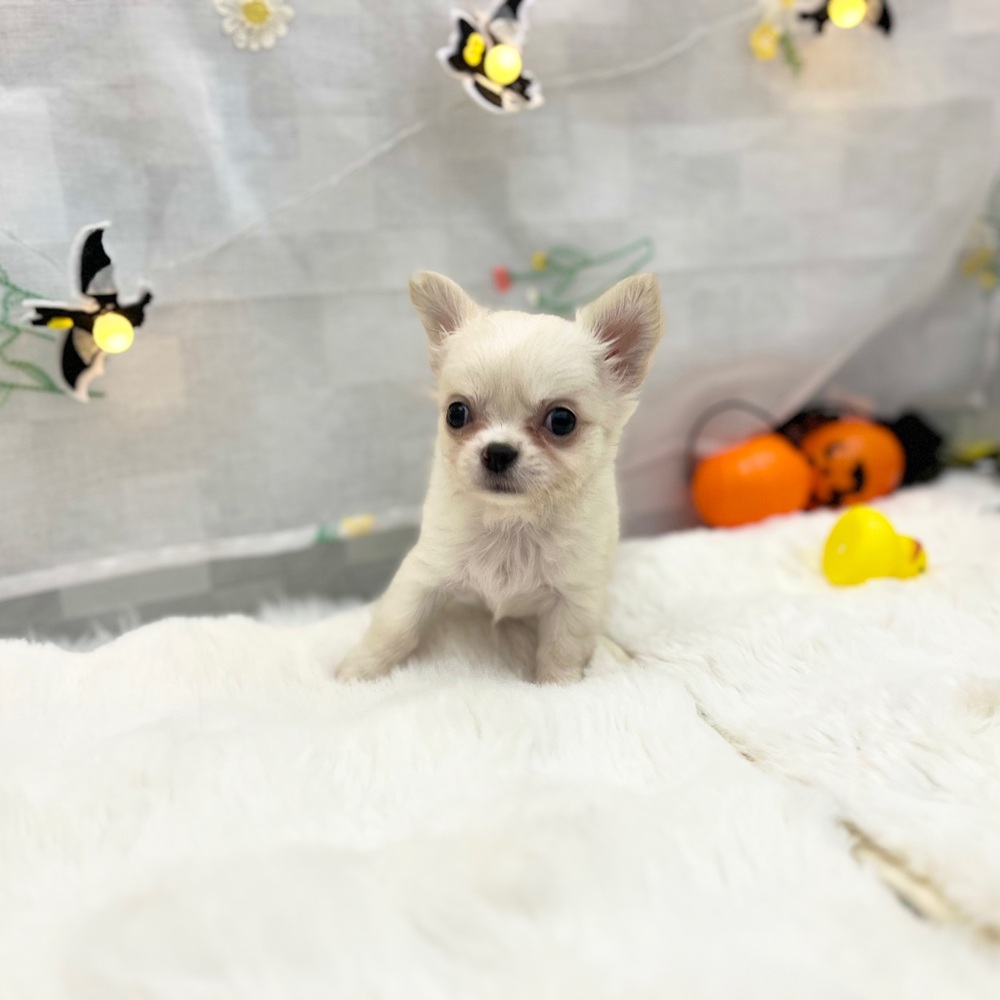 静岡県のチワワ(ロング) (犬の家＆猫の里MEGAドン・キホーテ袋井店/2025年9月2日生まれ/女の子/ホワイトクリーム)の子犬の3枚目の画像