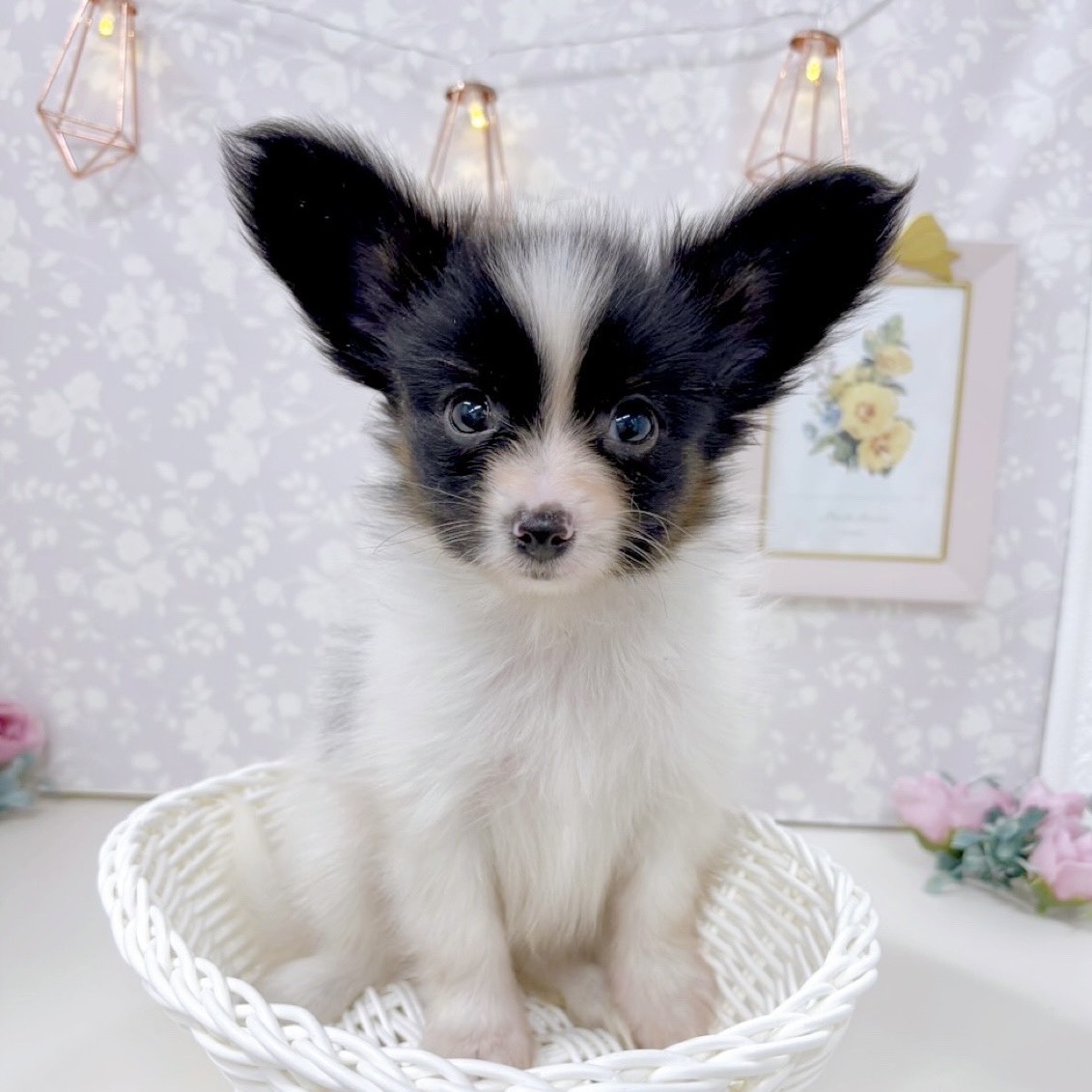 富山県のパピヨン (犬の家＆猫の里アミーゴ高岡蓮花寺店/2025年9月1日生まれ/男の子/トライカラー)の子犬の3枚目の画像