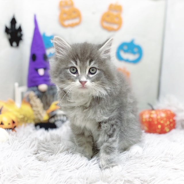 静岡県のサイベリアン (犬の家＆猫の里藤枝店/2025年9月1日生まれ/男の子/ブルータビーホワイト)の子猫の1枚目の画像