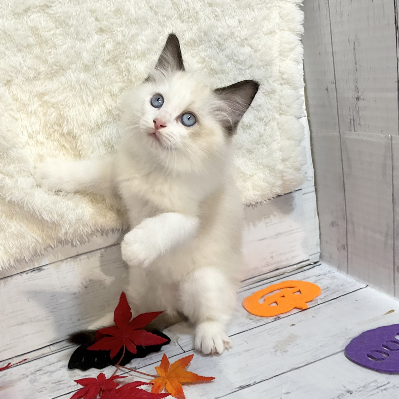 長野県のラグドール (犬の家&猫の里カインズ梓川店/2025年9月1日生まれ/男の子/シールポイントバイカラー)の子猫の3枚目の画像