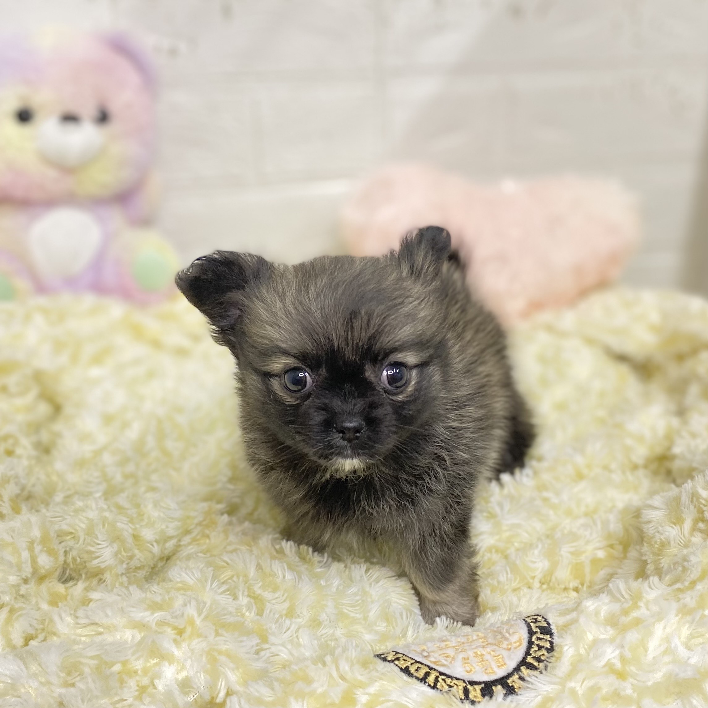 長野県のポメチワ/チワポメ/ポメチー(ポメラニアン×チワワ) (犬の家＆猫の里長野店/2025年9月1日生まれ/女の子/ウルフセーブル)の子犬の3枚目の画像