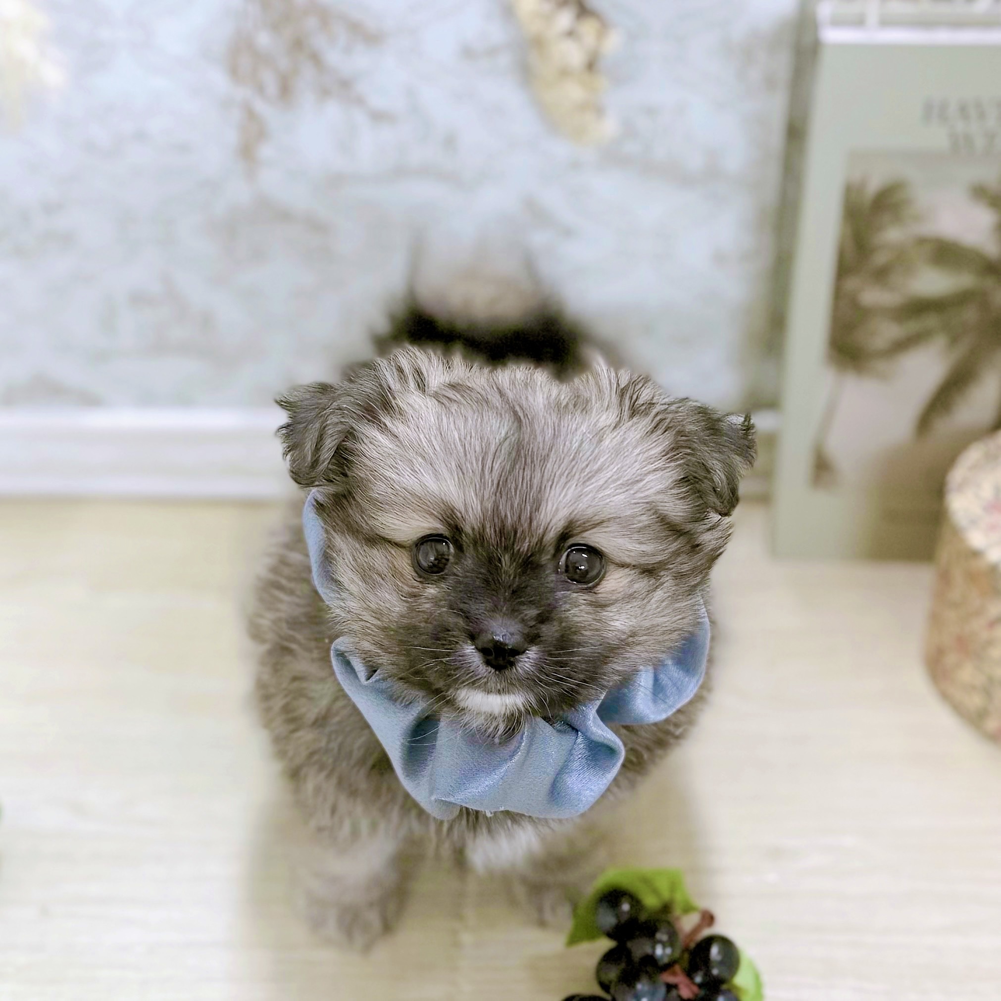 福井県のポメチワ/チワポメ/ポメチー(ポメラニアン×チワワ) (犬の家＆猫の里アミーゴ福井大和田店/2025年9月1日生まれ/男の子/ウルフセーブル)の子犬