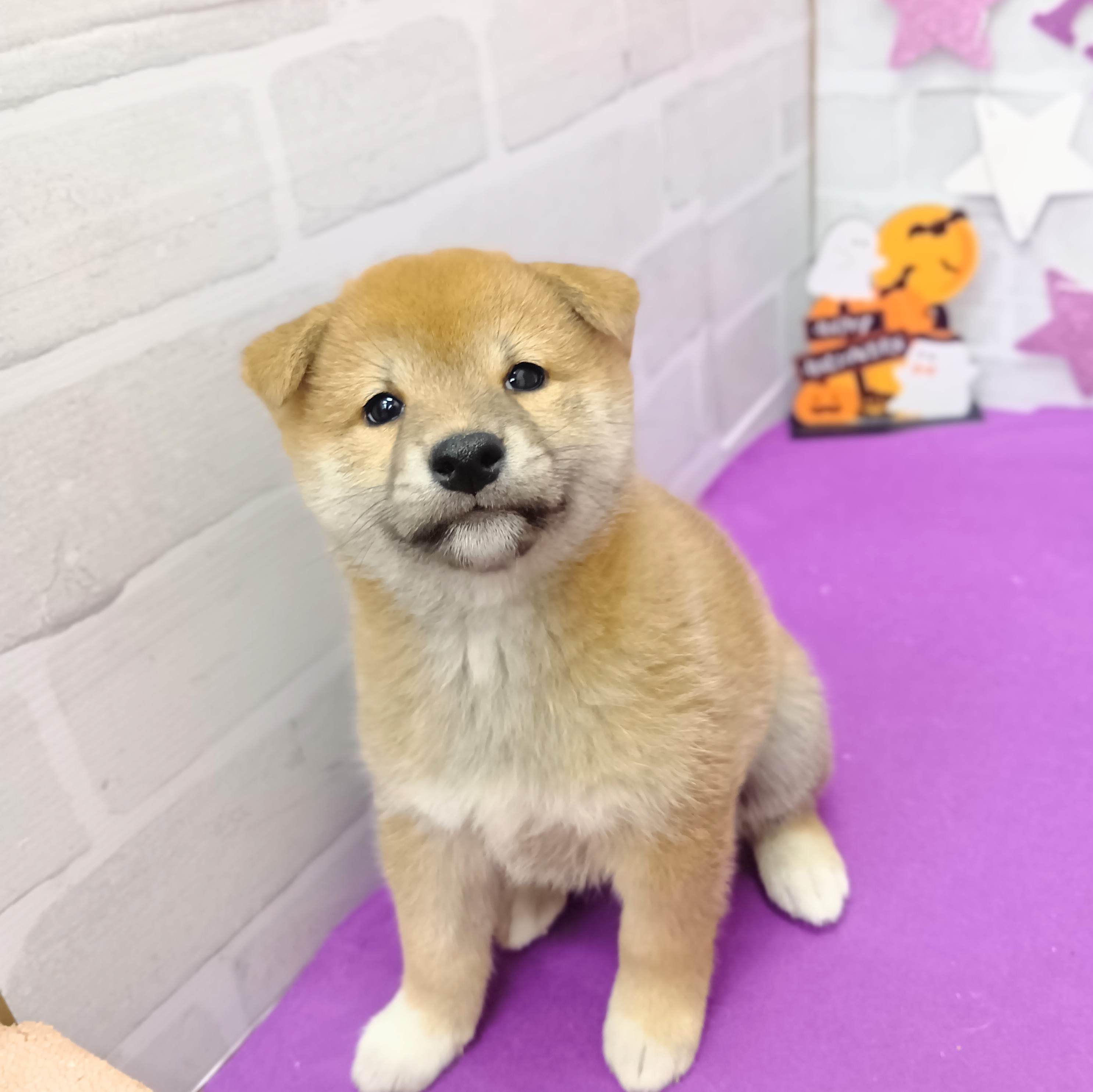 静岡県の柴犬(標準サイズ) (犬の家＆猫の里プレ葉ウォーク浜北店/2025年8月31日生まれ/女の子/赤)の子犬の3枚目の画像