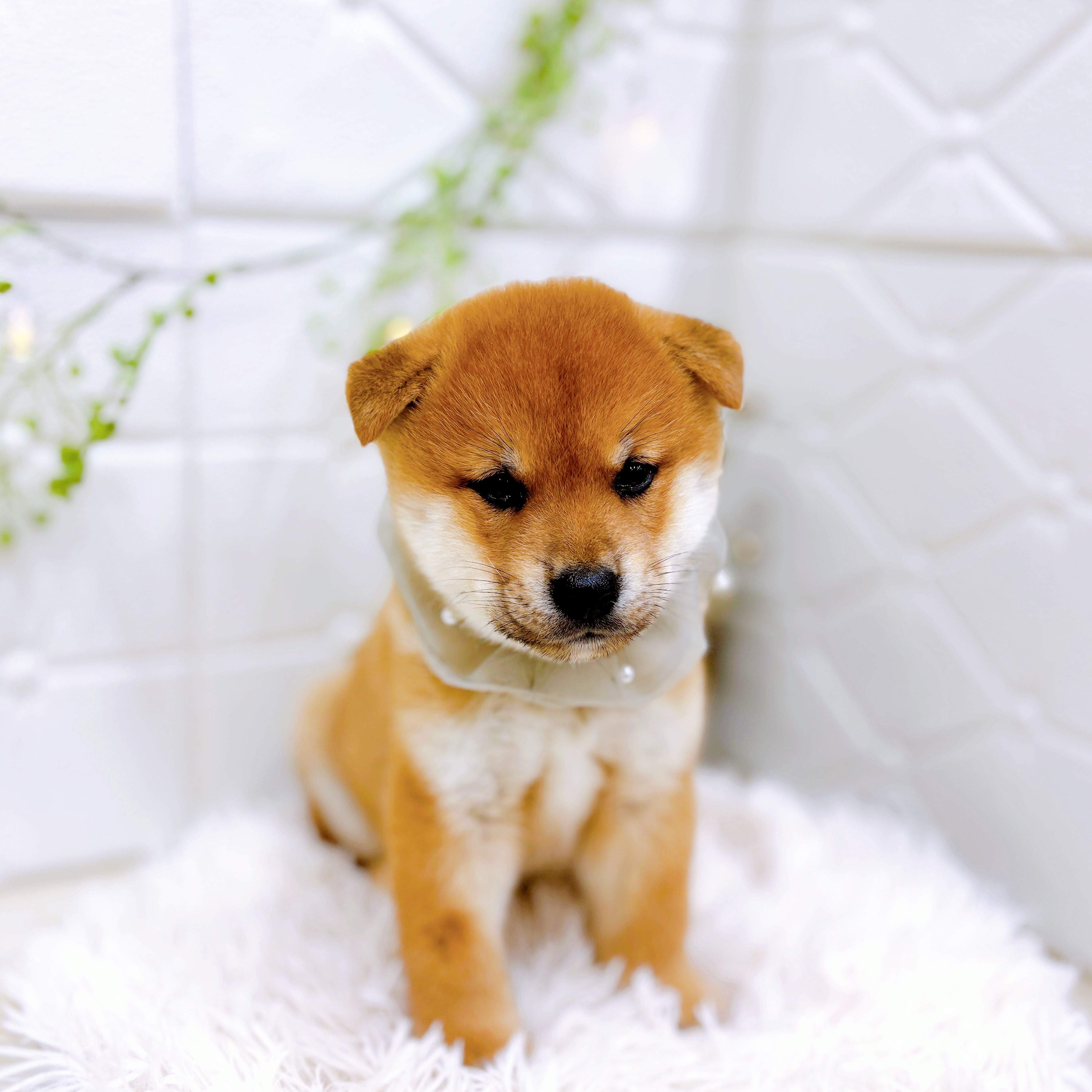 福井県の柴犬(標準サイズ) (犬の家＆猫の里アミーゴ福井店/2025年9月1日生まれ/男の子/赤)の子犬の3枚目の画像