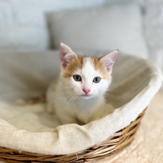 東京都のマンチカン (犬の家＆猫の里新宿店/2025年9月1日生まれ/男の子/レッドタビーホワイト)の子猫の3枚目の画像